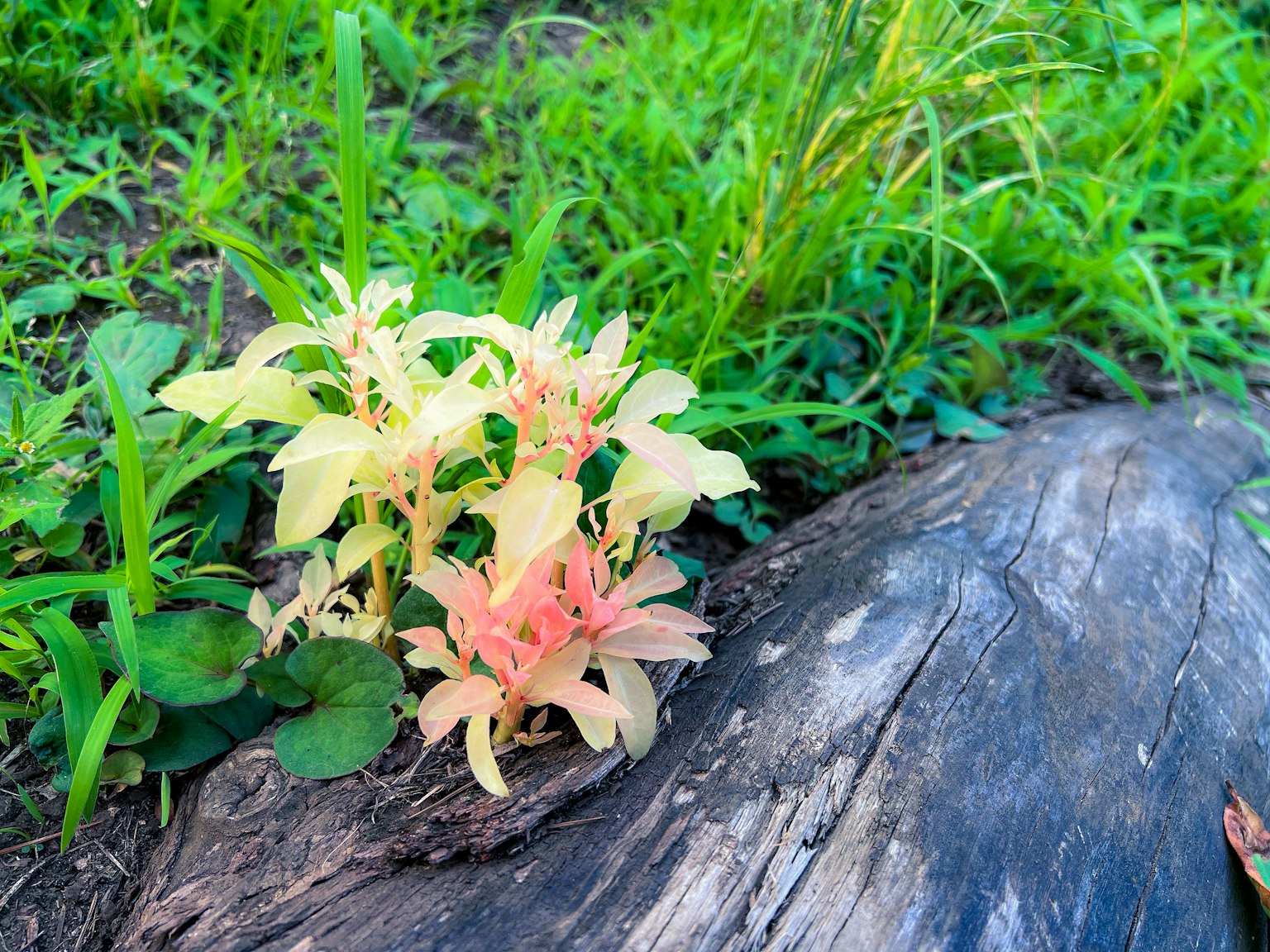 Fiori di colore tenue che crescono tra l'erba verde e un tronco di legno