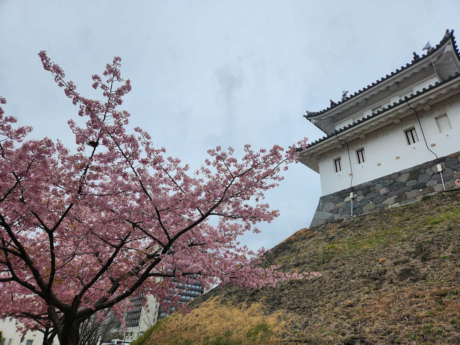 Kirschbaum neben einem Schloss bei bewölktem Himmel