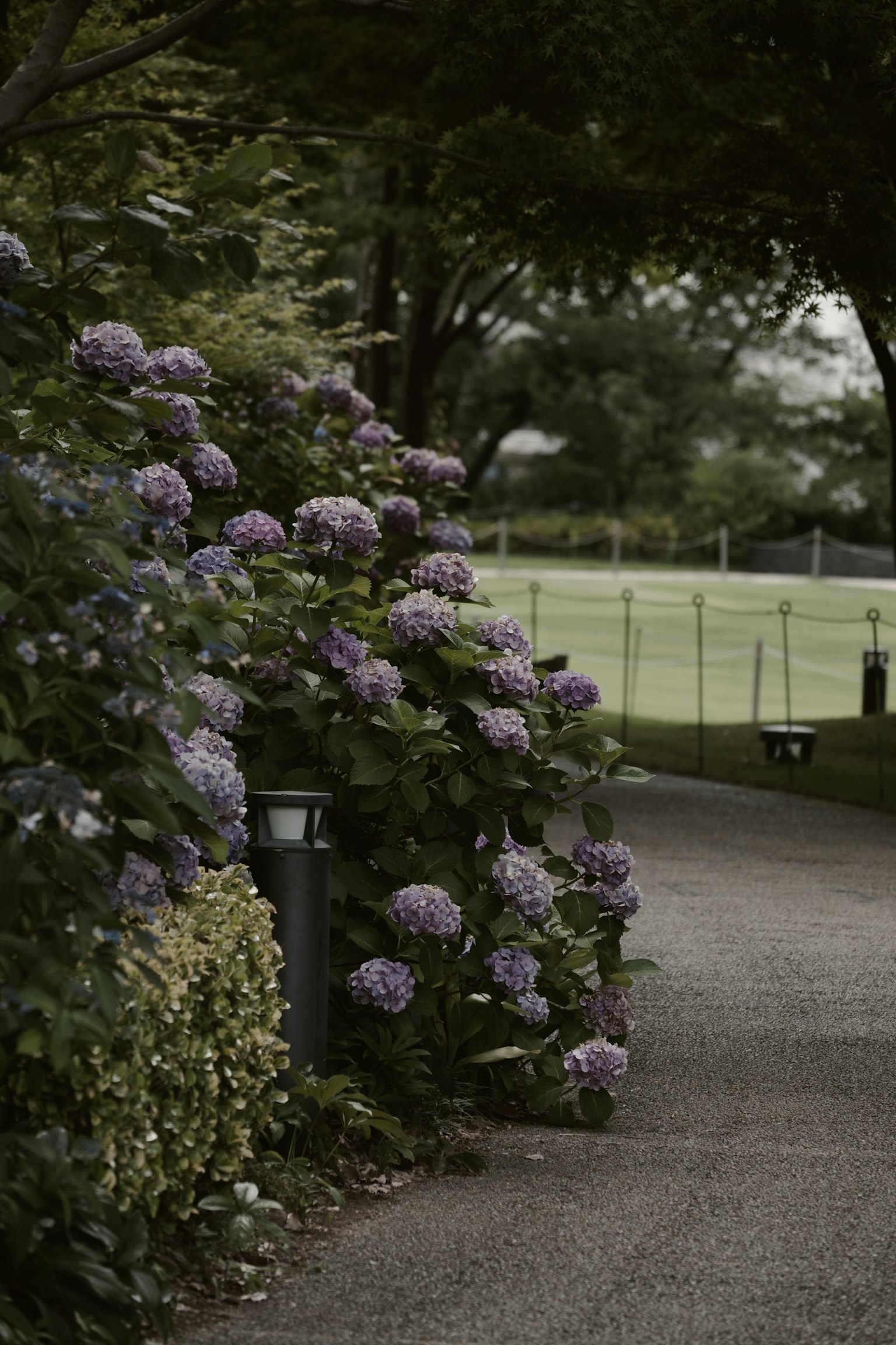 Sendero bordeado de hortensias en flor rodeado de vegetación
