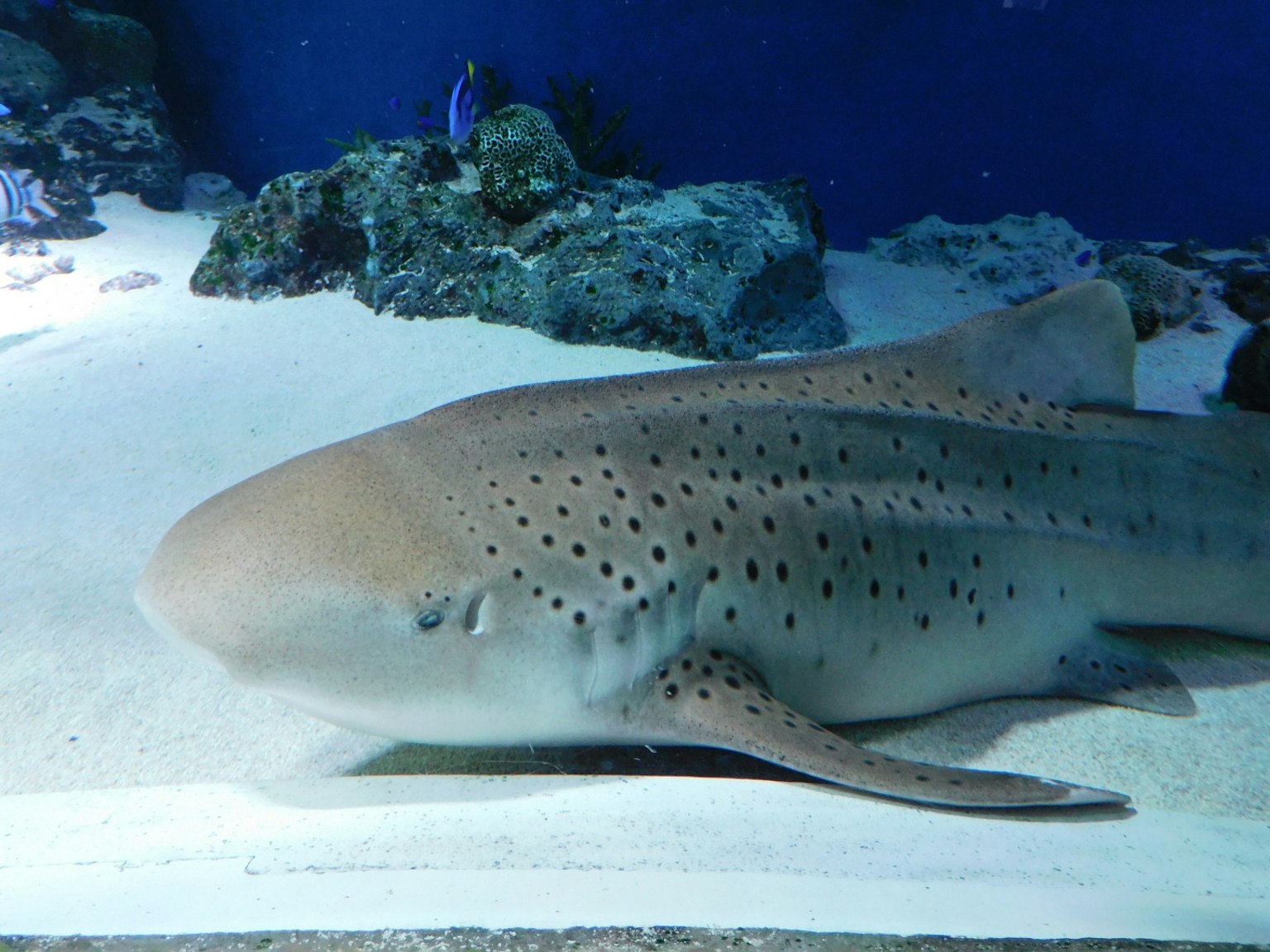 Uno squalo sdraiato sulla sabbia in un acquario