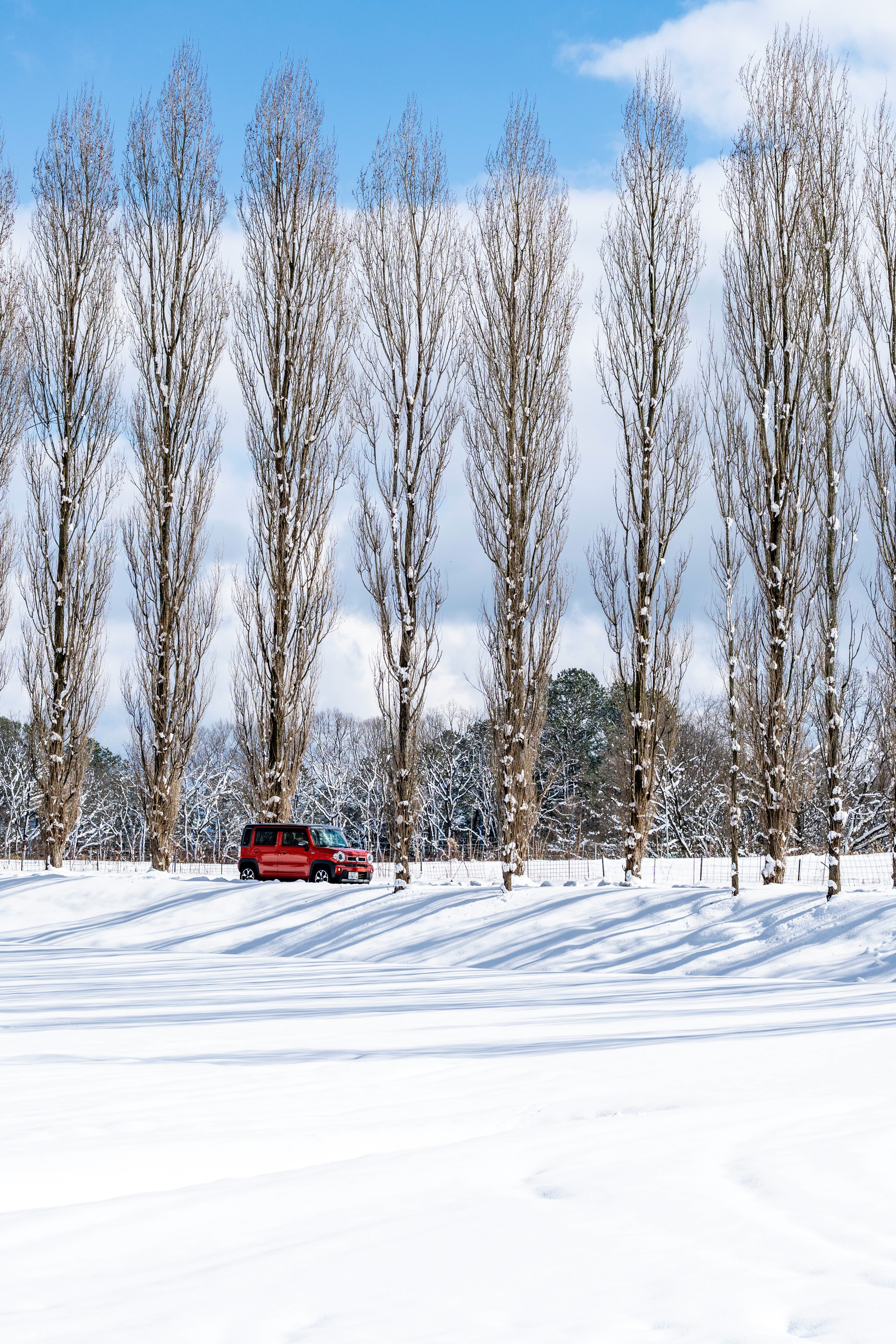 白い雪原に並ぶポプラ並木の影が印象的な冬の風景