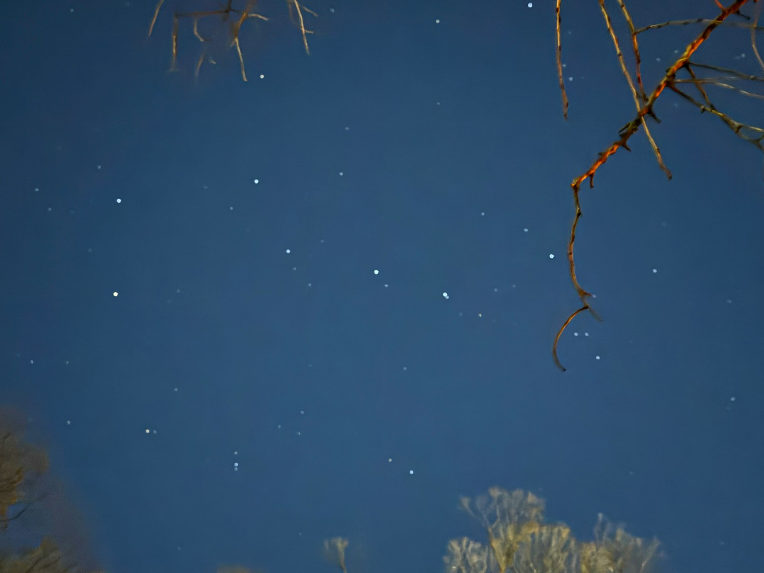 별이 보이는 밤하늘과 가지
