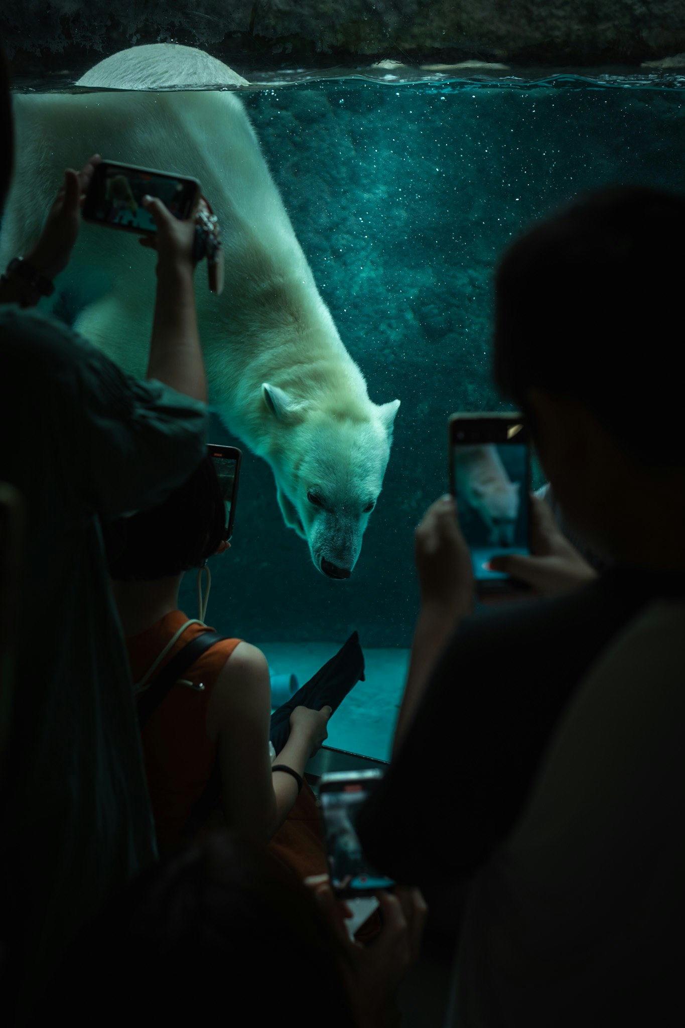 People filming with smartphones through an aquarium glass with a swimming fish