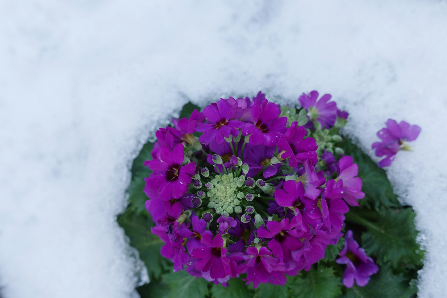 Flor morada floreciendo en la nieve con hojas verdes