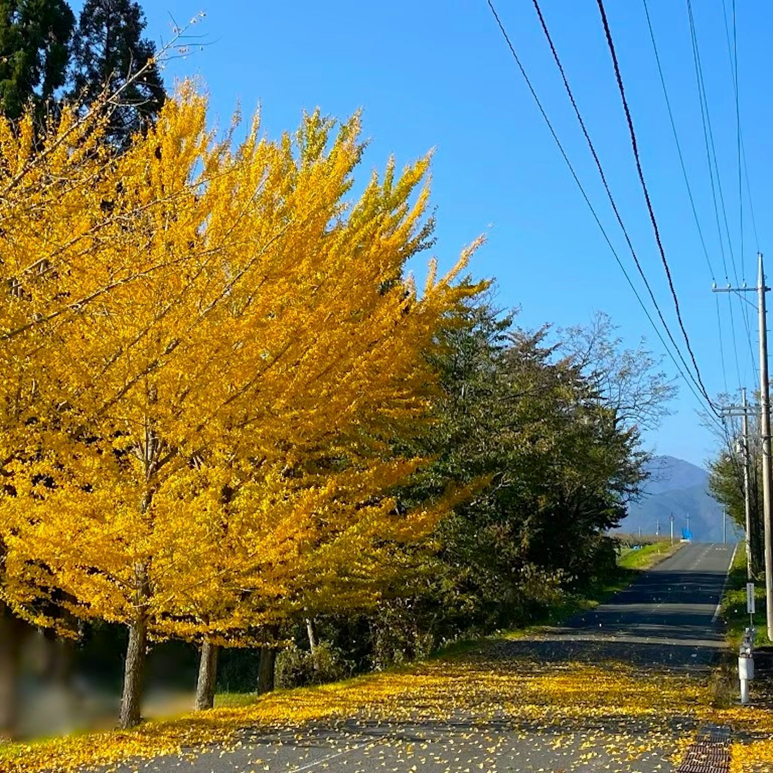 Une route bordée d'arbres ginkgo jaunes vibrants sous un ciel bleu clair