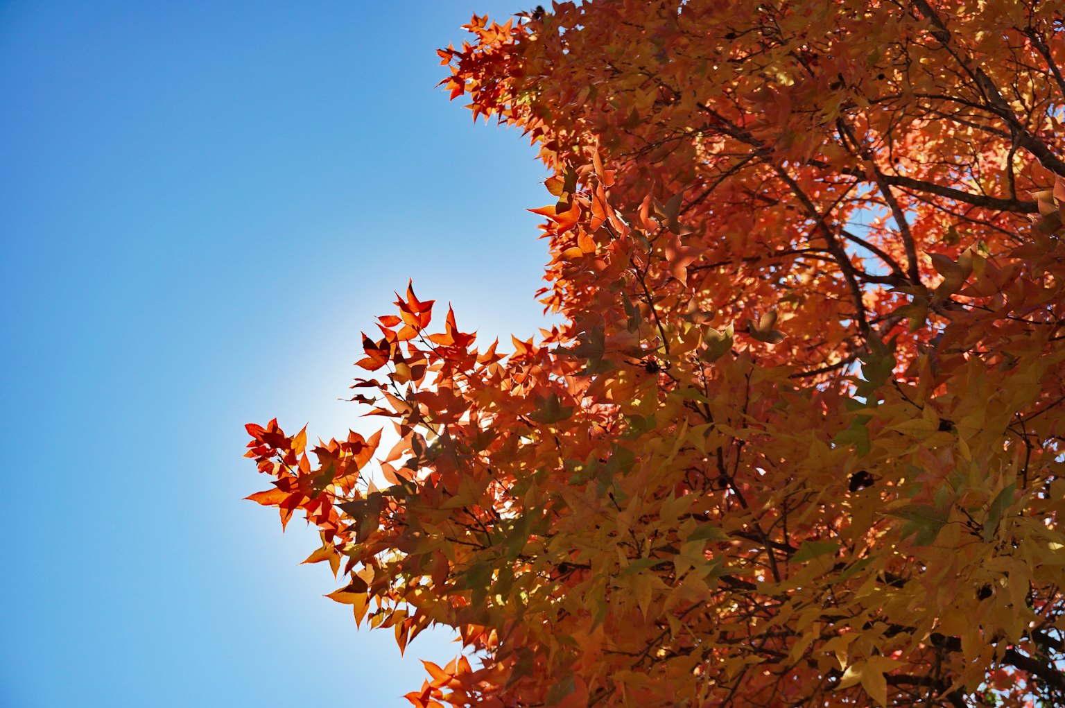 Feuilles d'automne vibrantes en nuances d'orange contre un ciel bleu clair