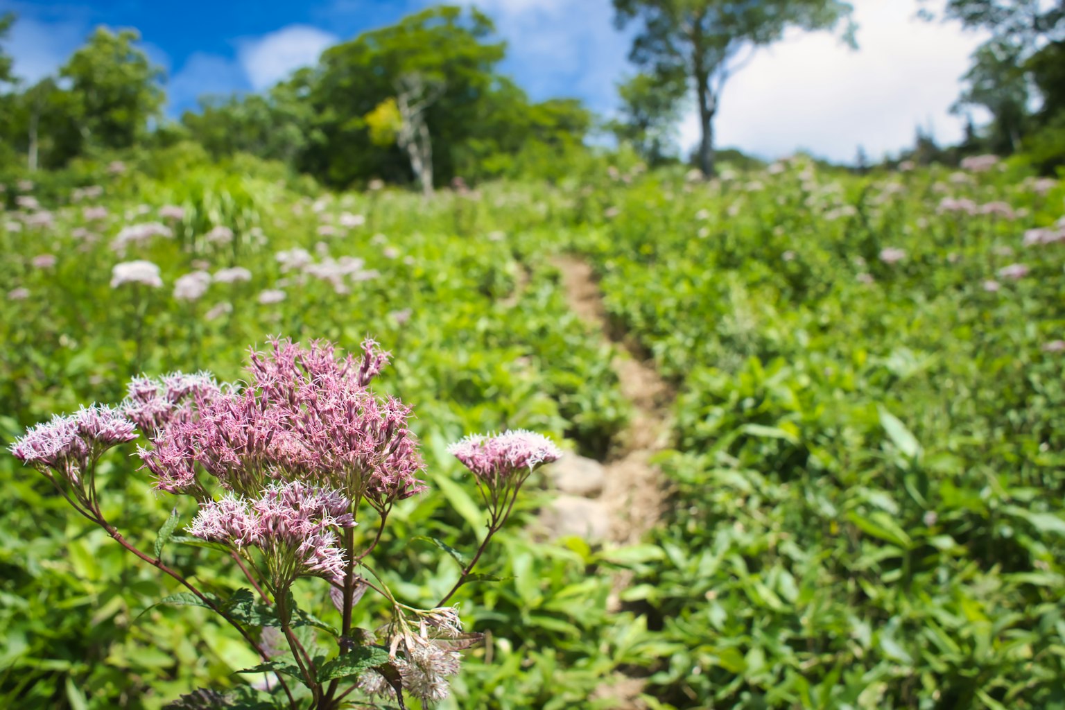 Un campo verde vibrante con flores en flor y un cielo azul claro