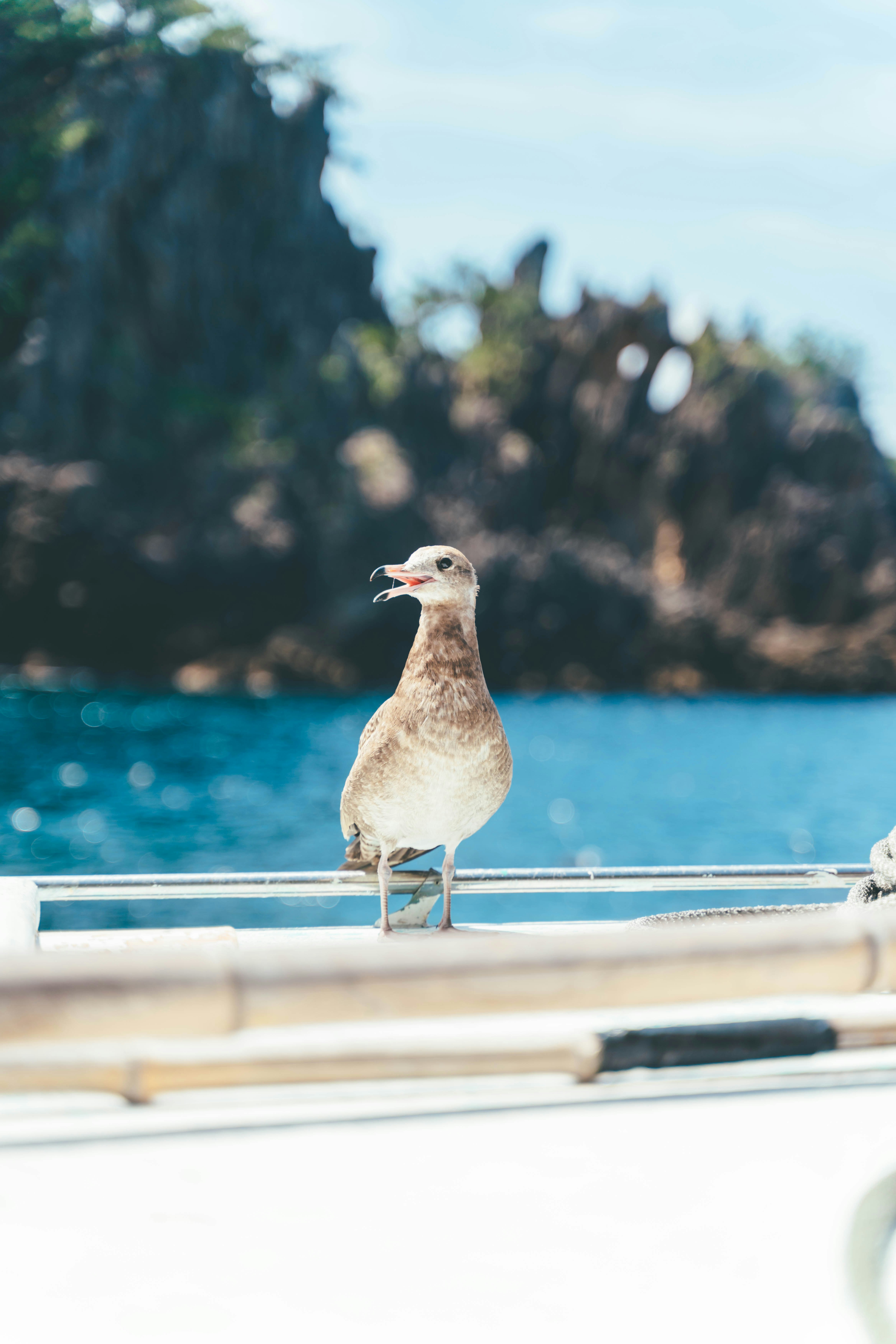 Pemandangan pesisir dengan burung camar bertengger di pagar kapal