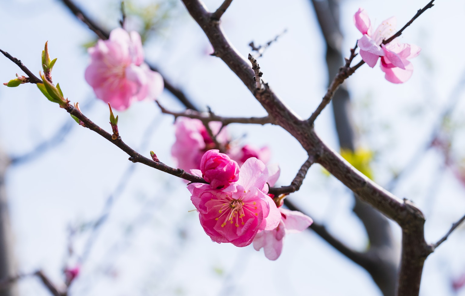 Kedekatan bunga sakura di cabang
