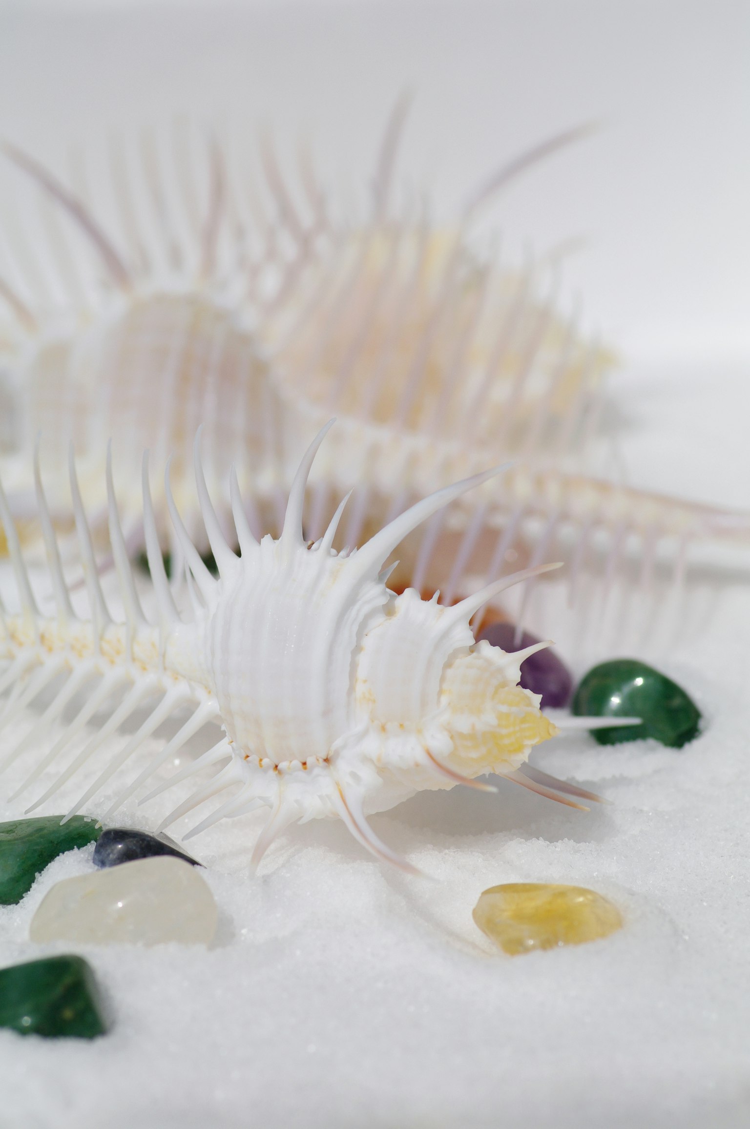White seashells with colorful gemstones arranged on a light background