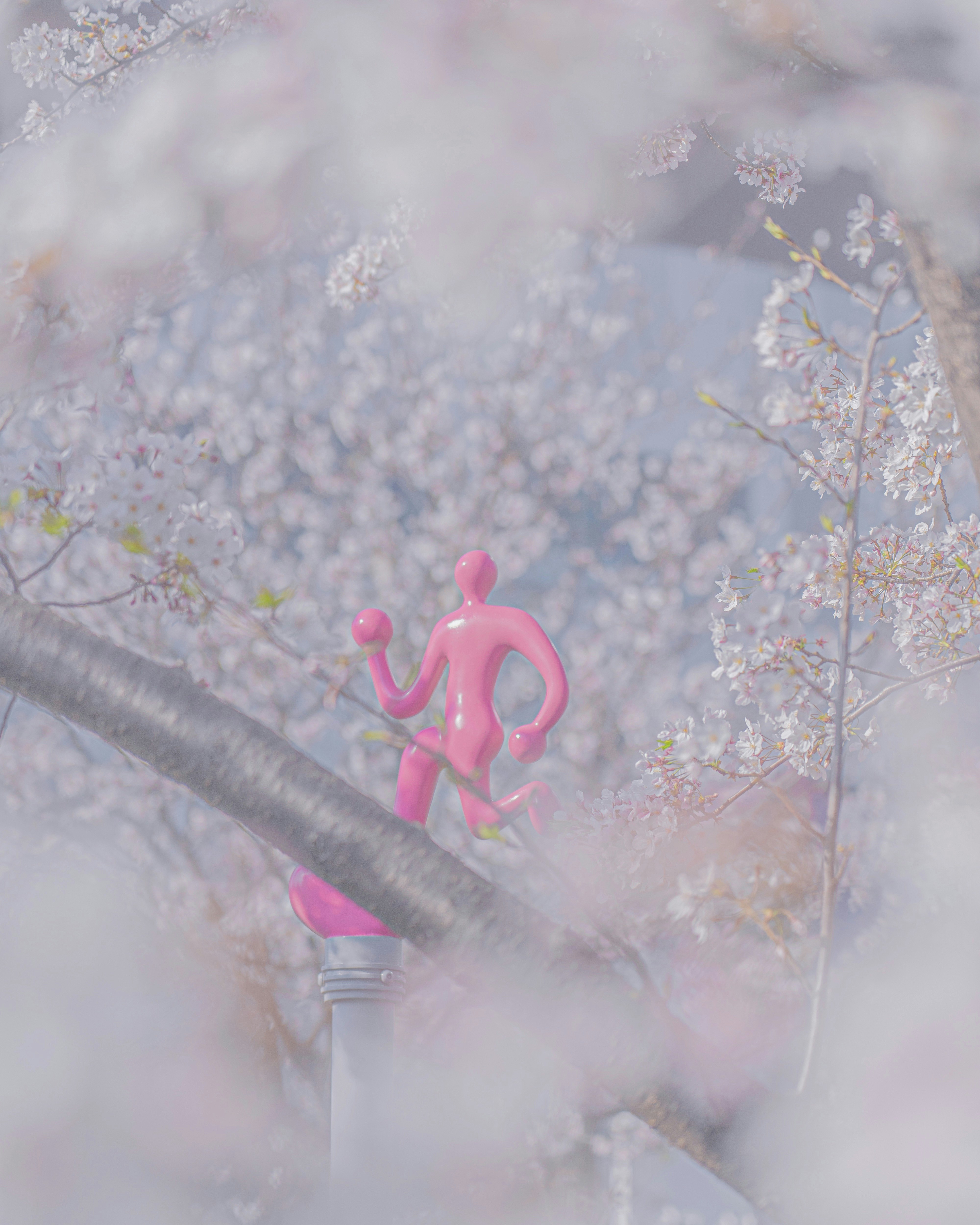 rosa Läufer läuft durch Nebel aus Kirschblüten