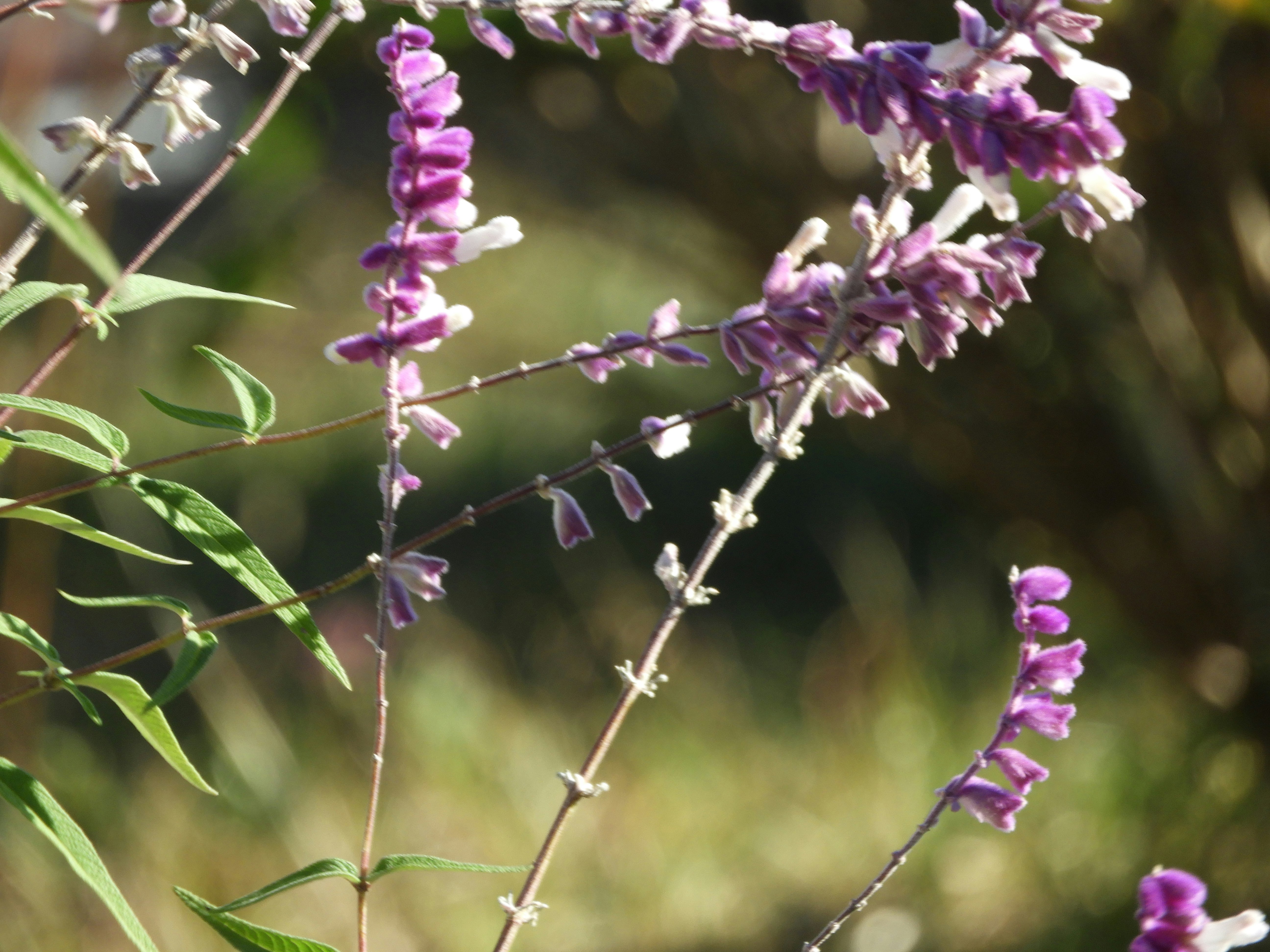 Primo piano di fiori che sbocciano lungo la strada