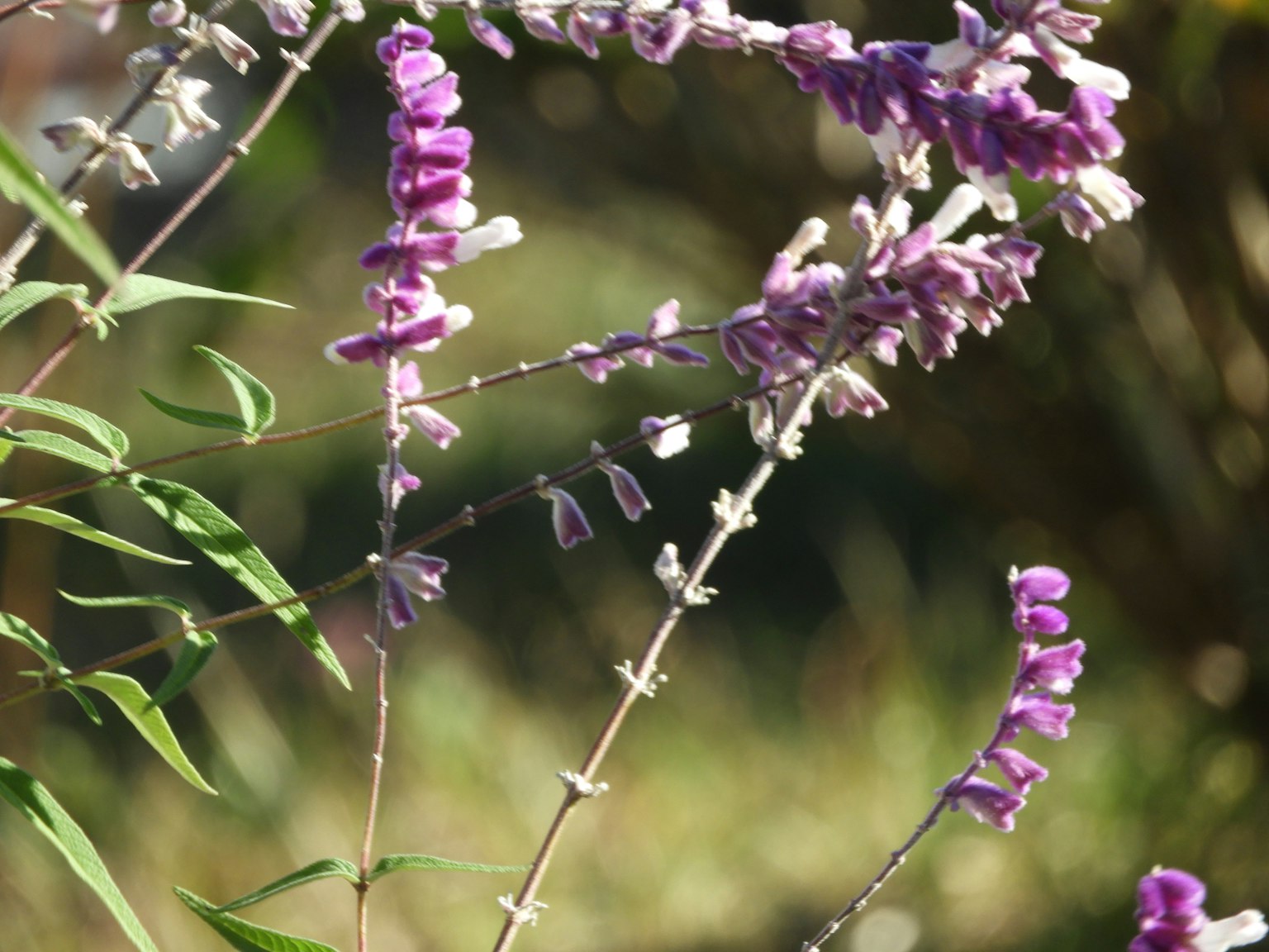 Close-up of a plant with purple flowers