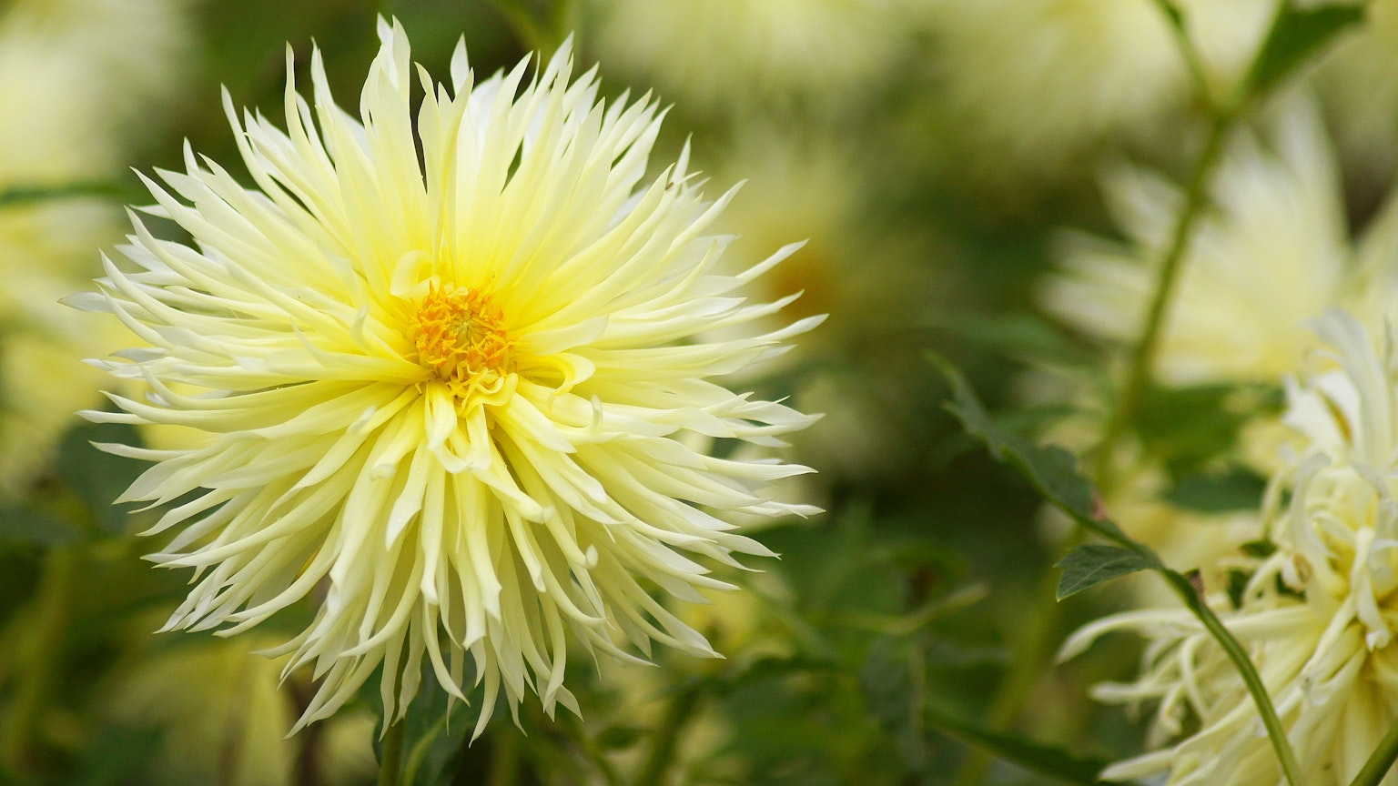 Una flor amarilla esponjosa en flor rodeada de vegetación