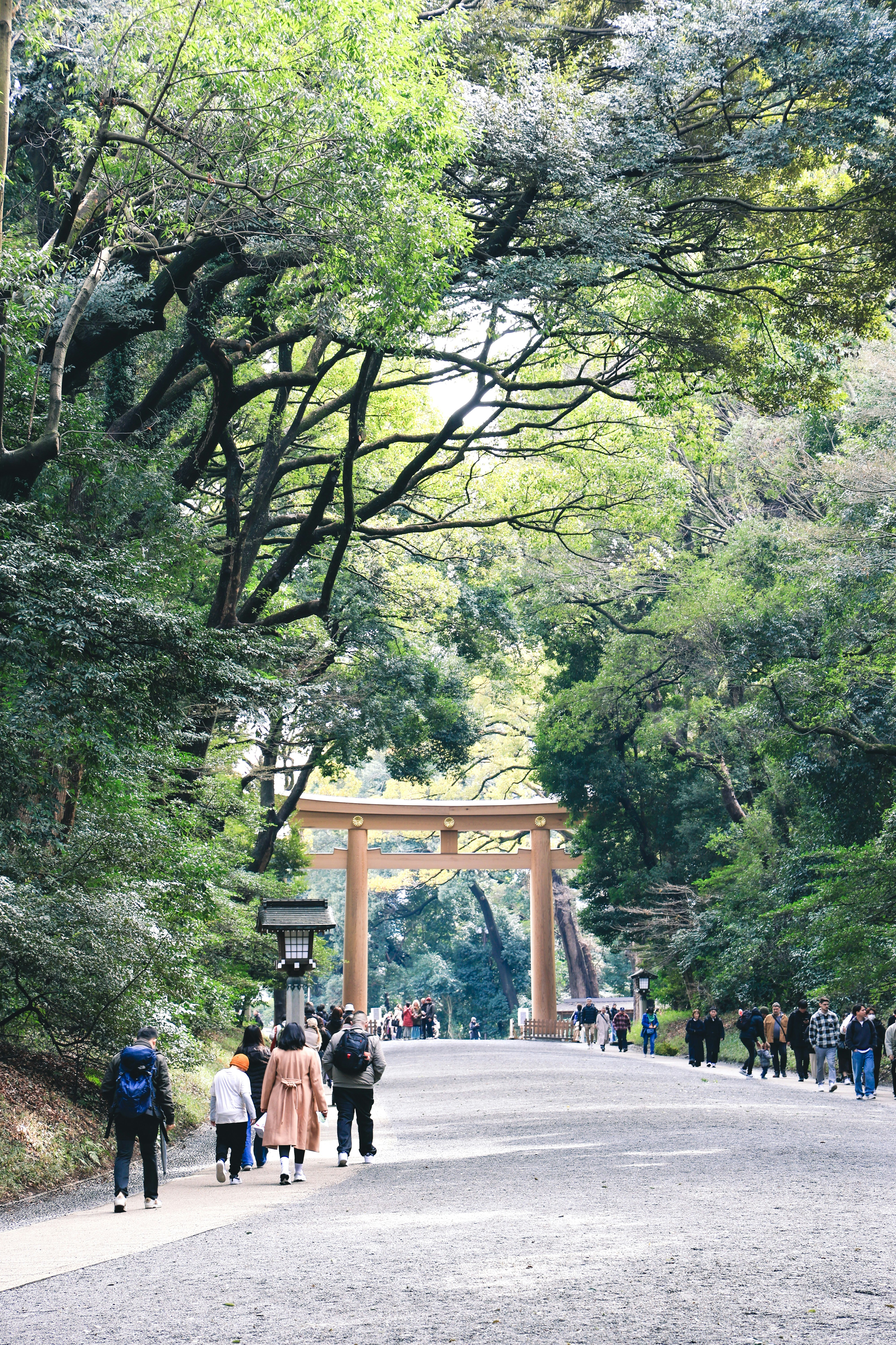 緑の森の参道を歩く人々と鳥居のある風景