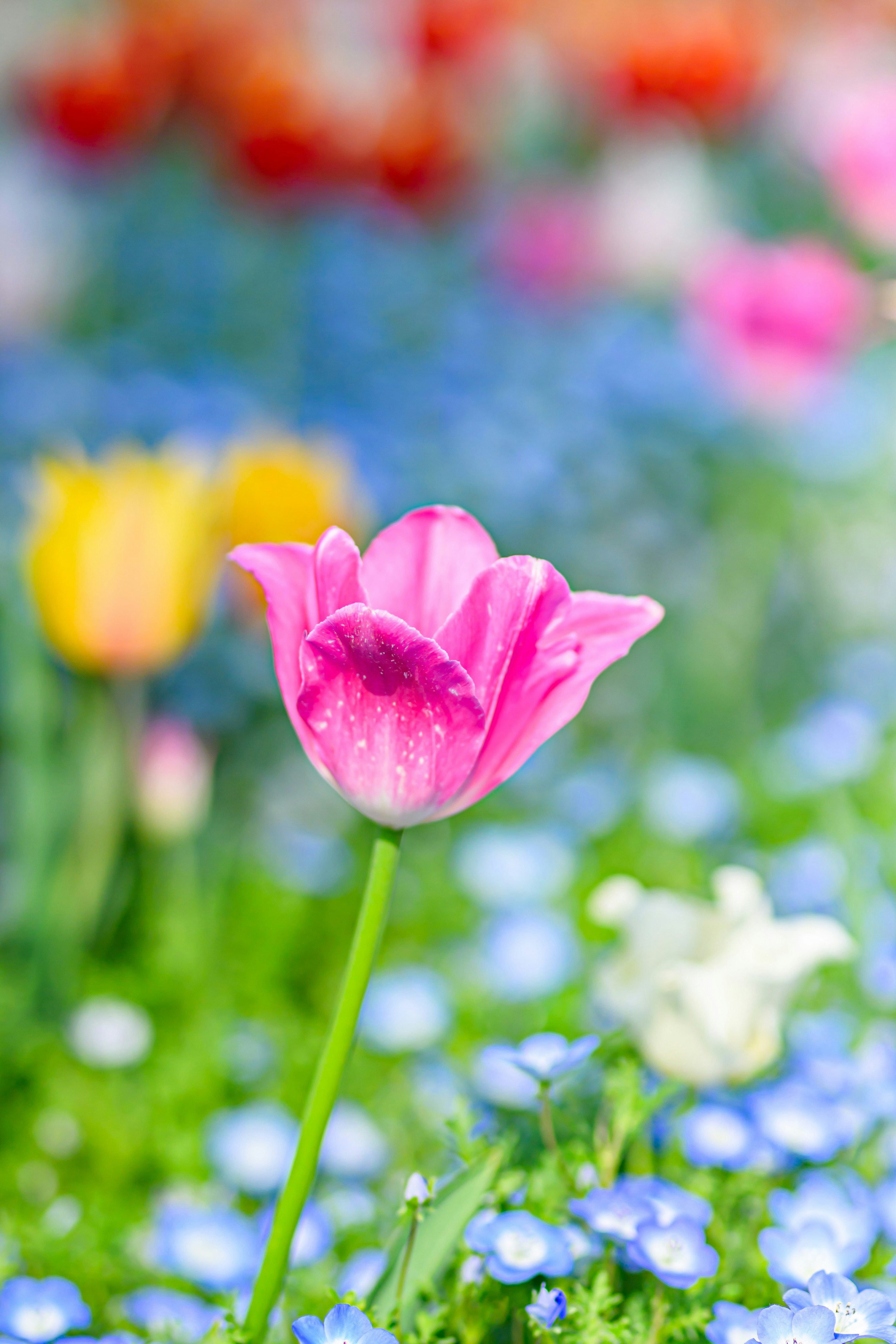 cận cảnh macro hoa tulip hồng nở trên cánh đồng hoa