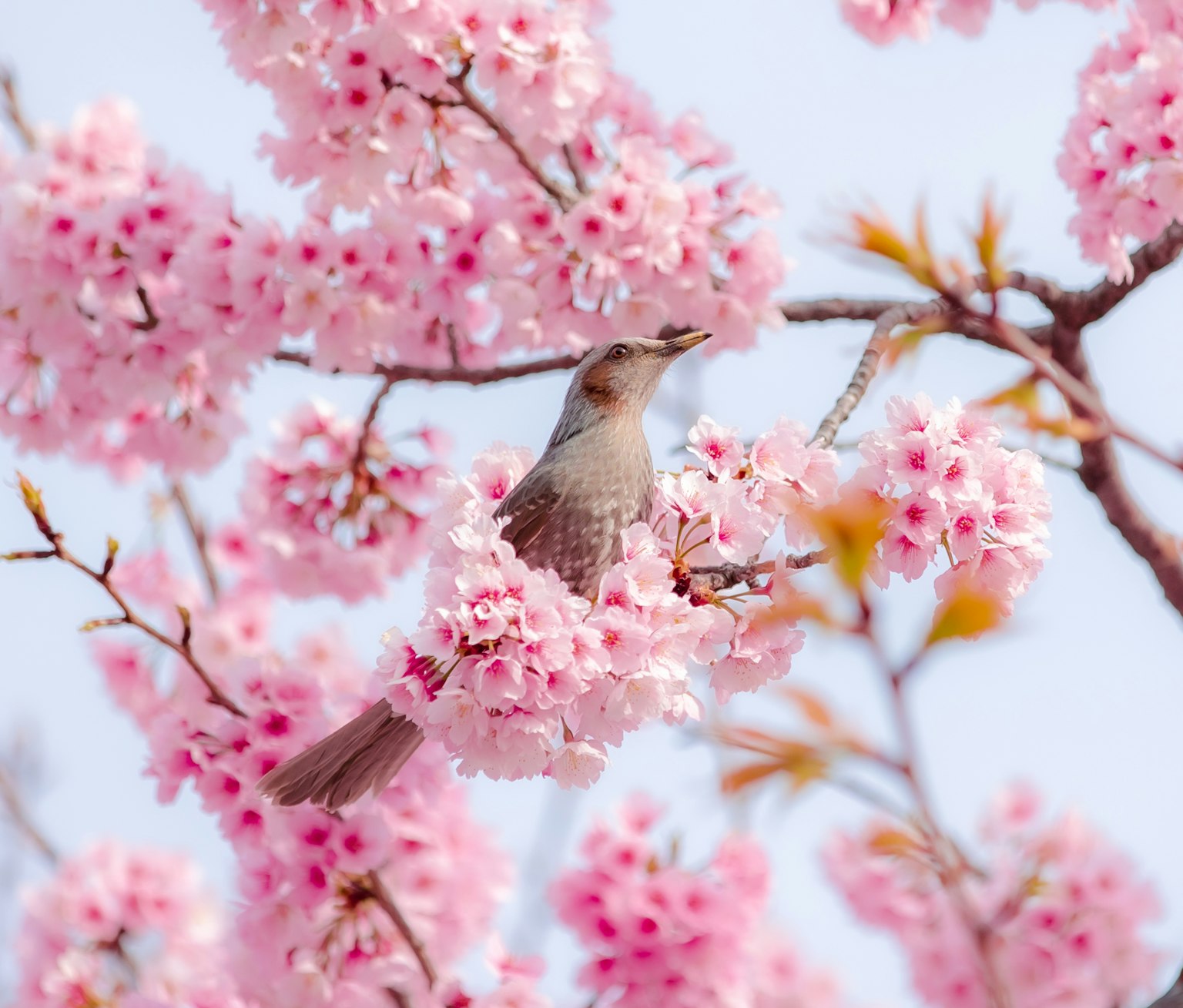 A bird perched among blooming cherry blossoms