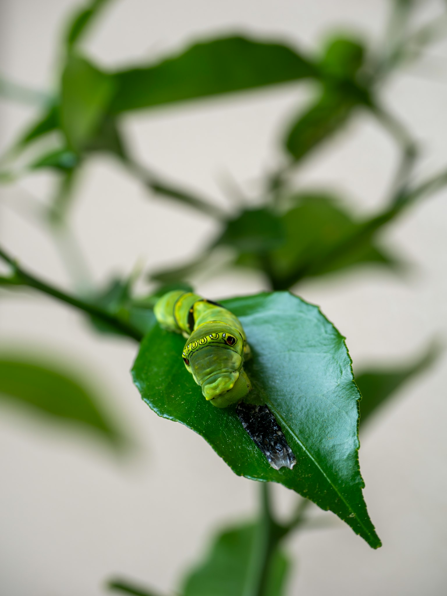 Caterpillar verde appoggiata su una foglia con rami e foglie di pianta visibili