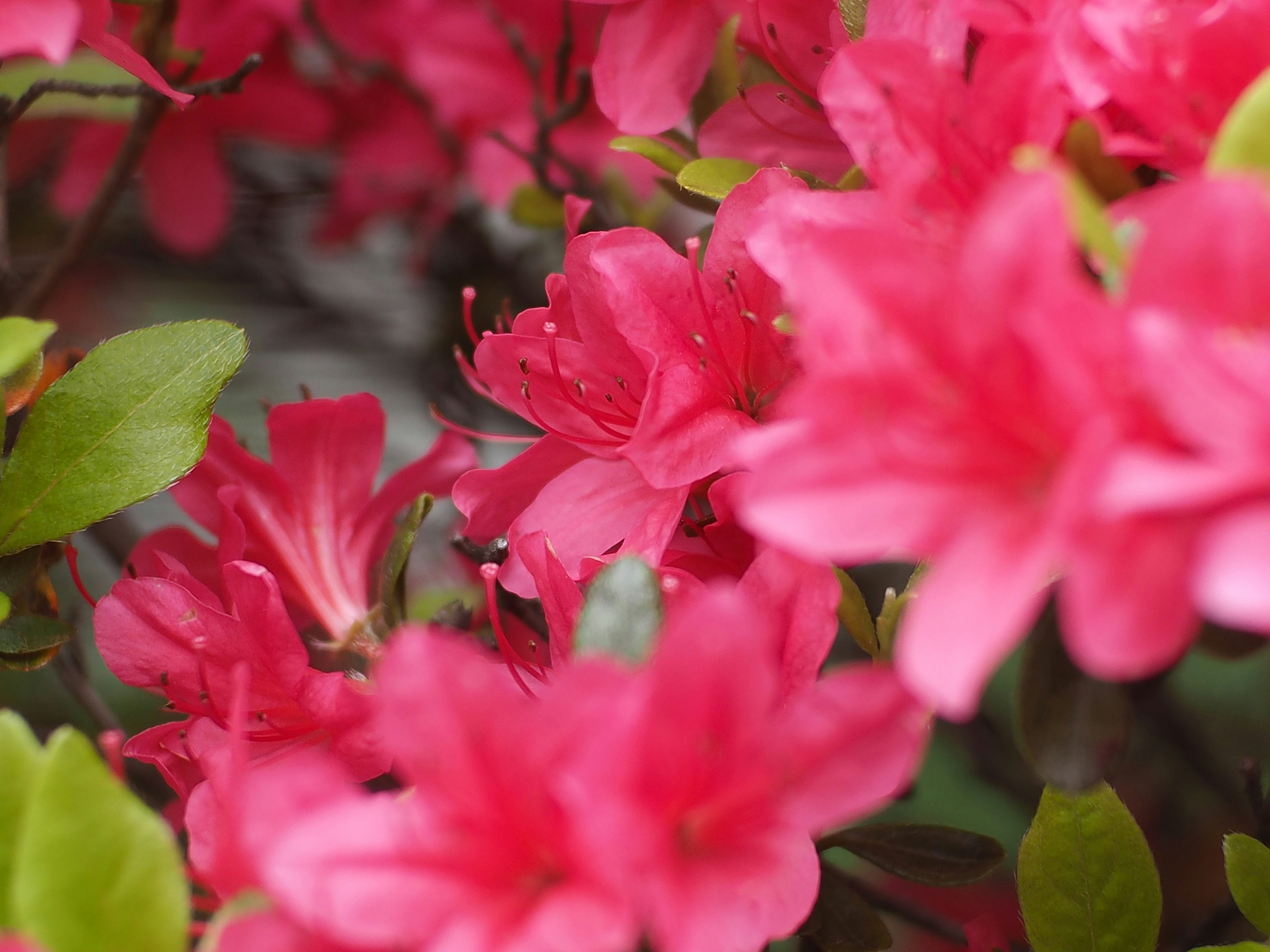 Nahaufnahme dicht blühender rosa Azaleen