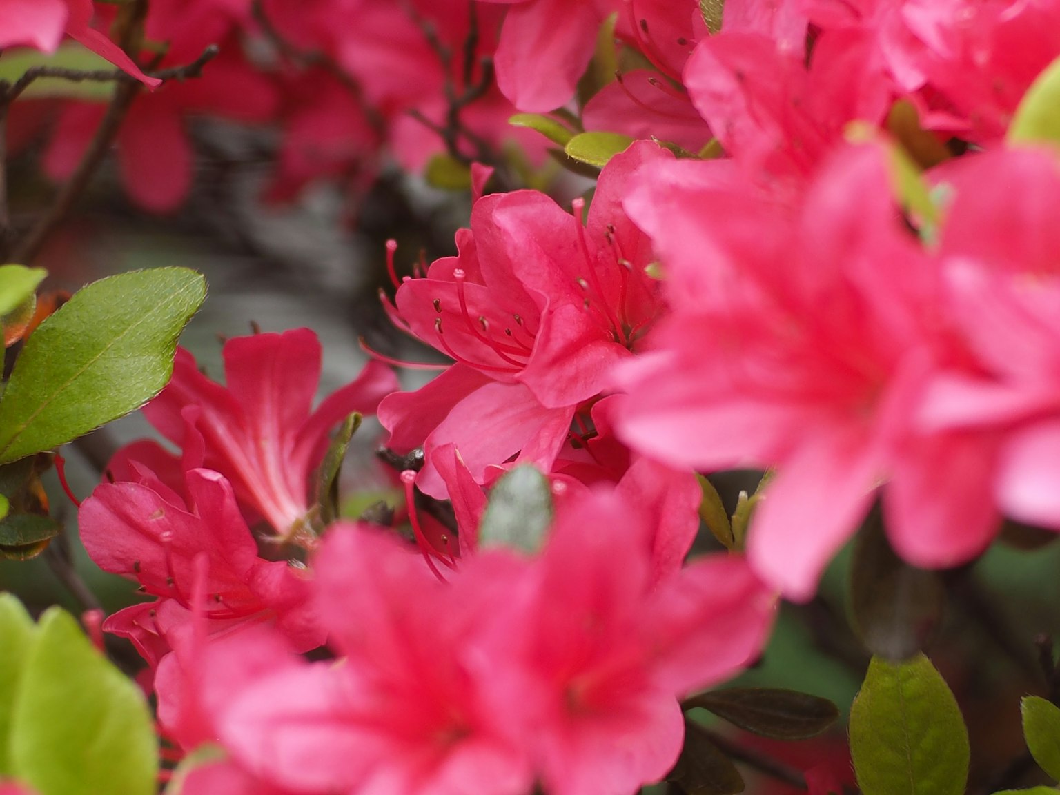 ดอกอาซาเลียสีชมพูสดใสเบ่งบานท่ามกลางใบไม้สีเขียวสดใส