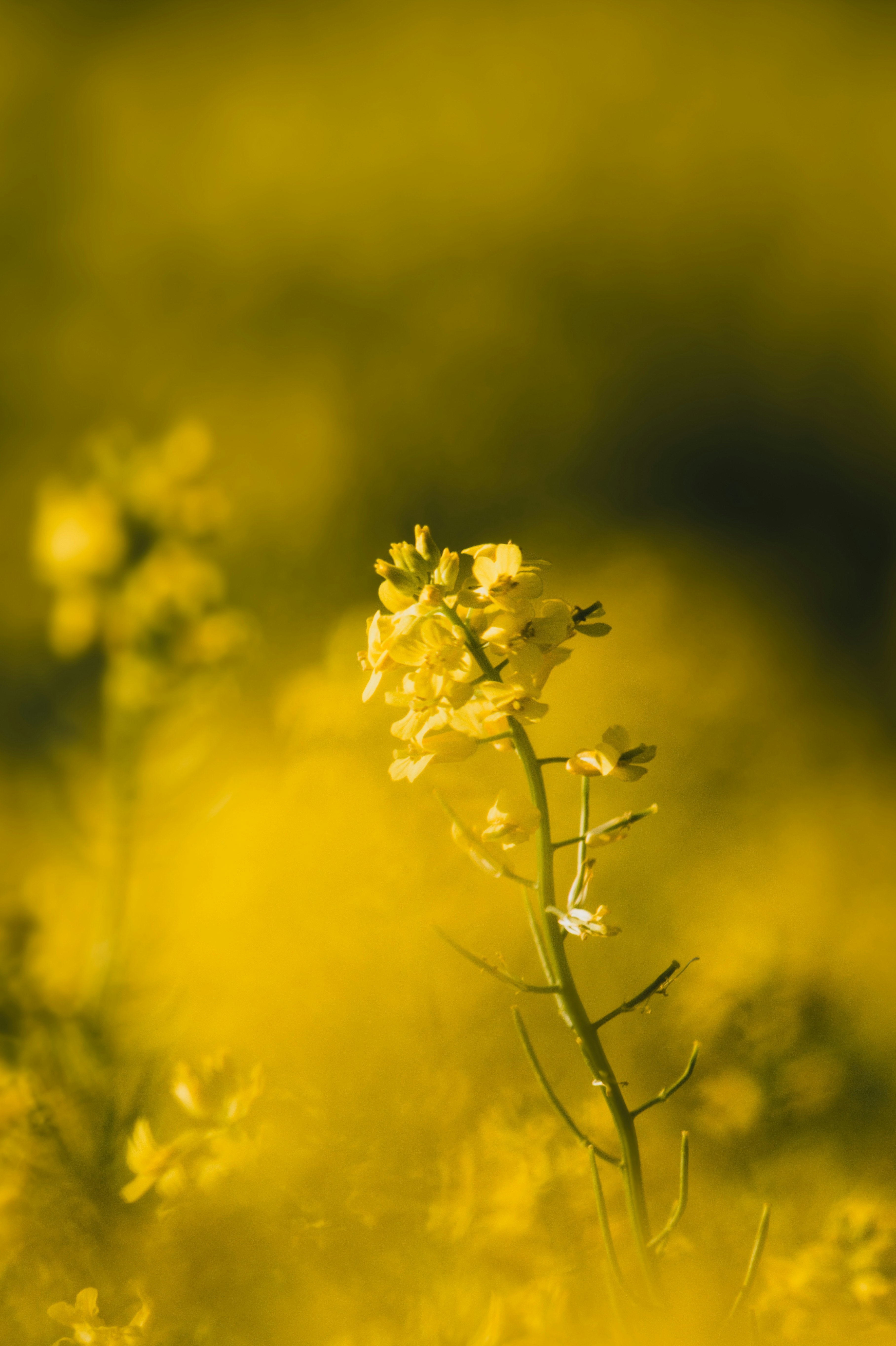 Close-up of yellow rapeseed blossoms