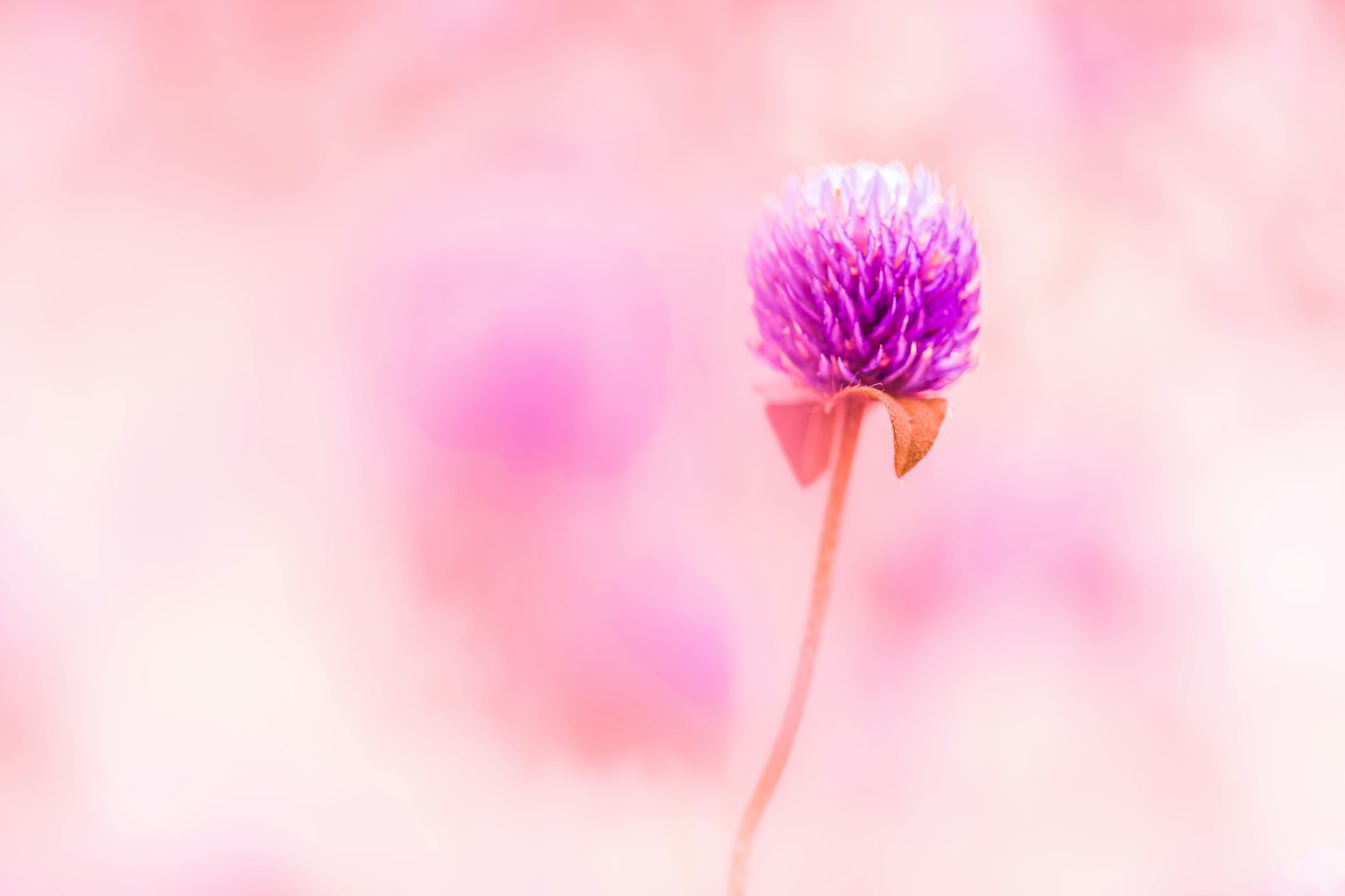 Primo piano di un fiore viola su uno sfondo rosa tenue
