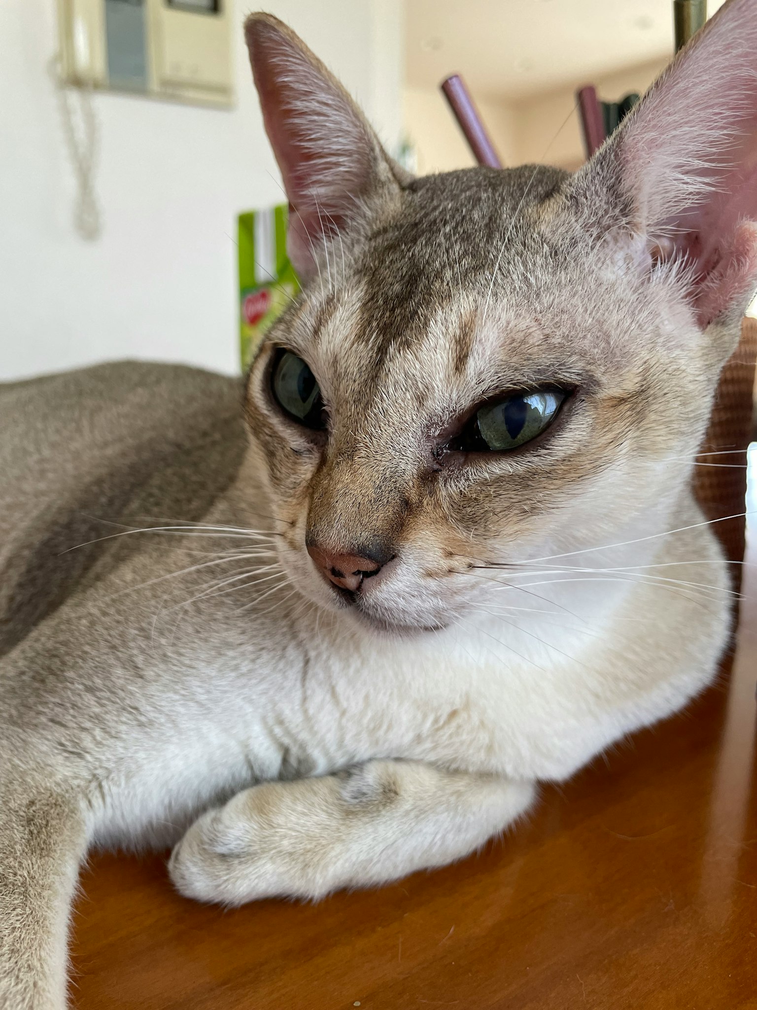 灰色猫在桌子上躺着，用绿色的眼睛看着相机