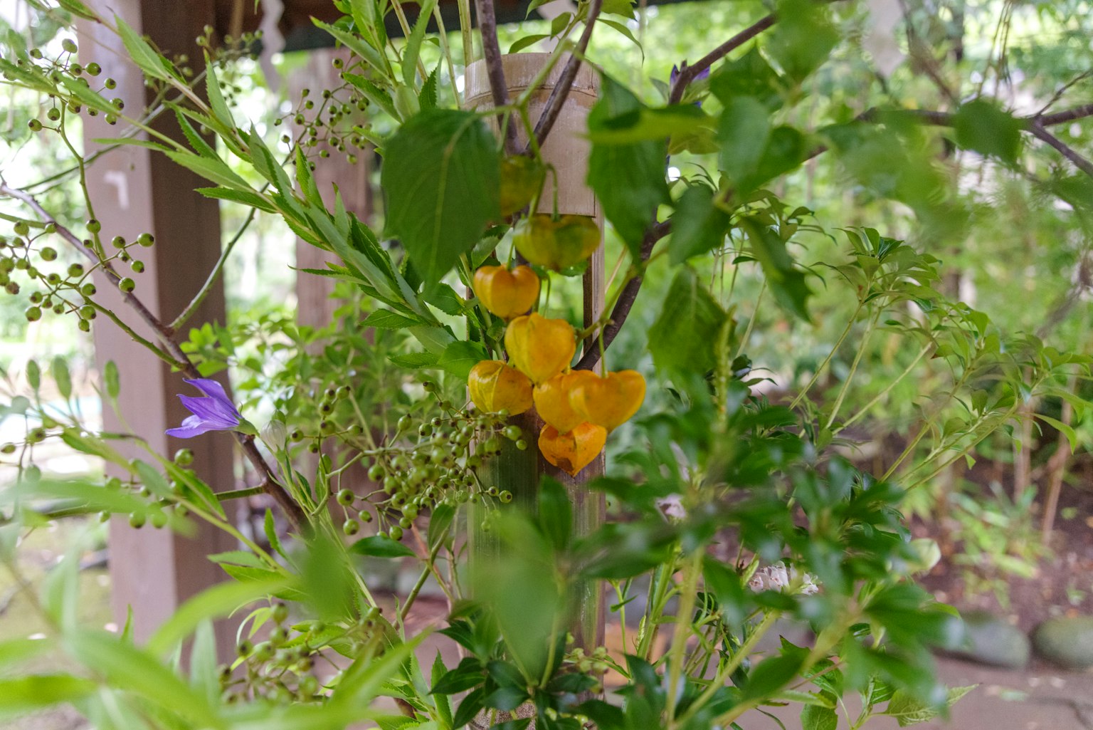 Vibrant yellow flowers among lush green leaves in a natural setting