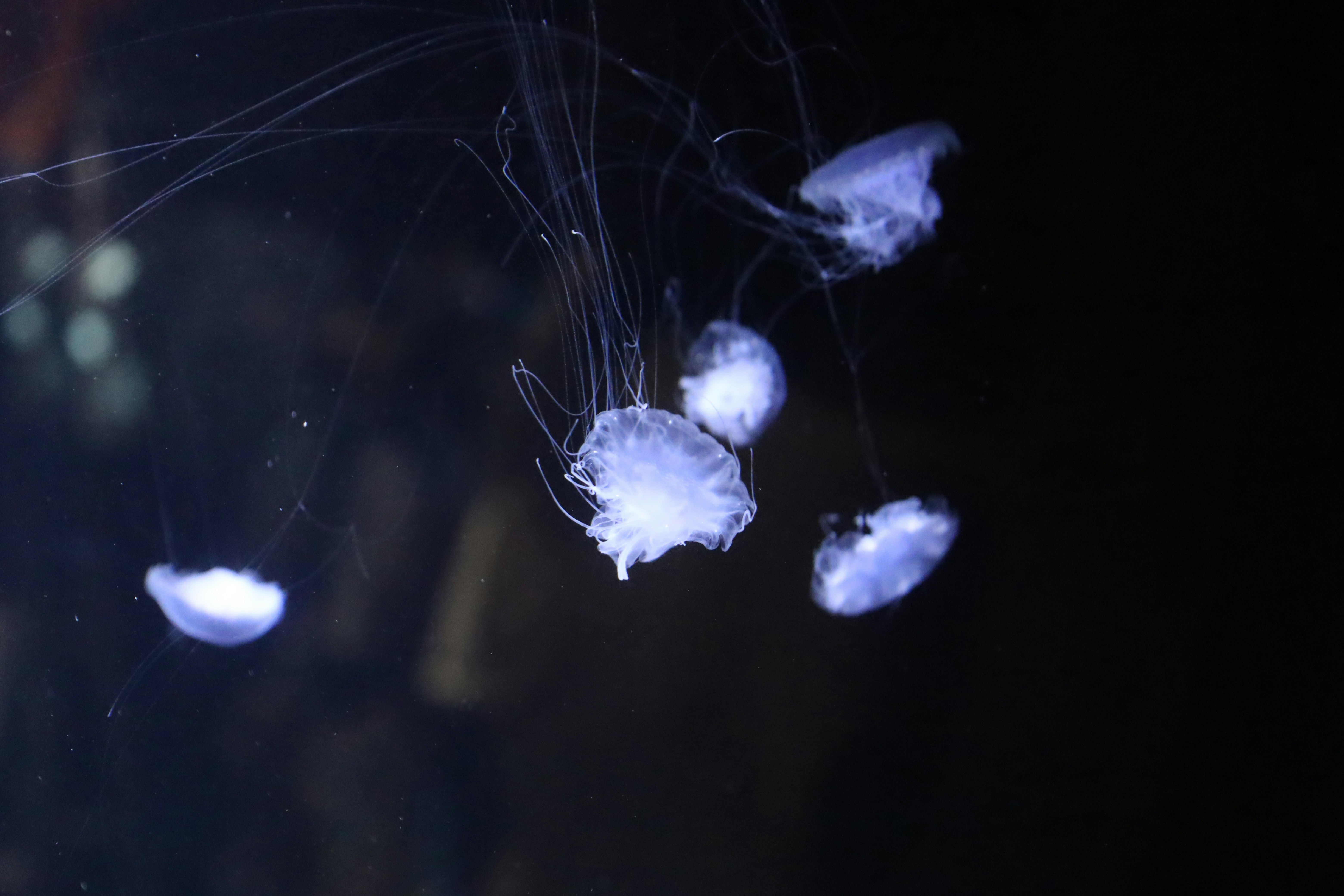暗闇で漂う煙のような発光粒子