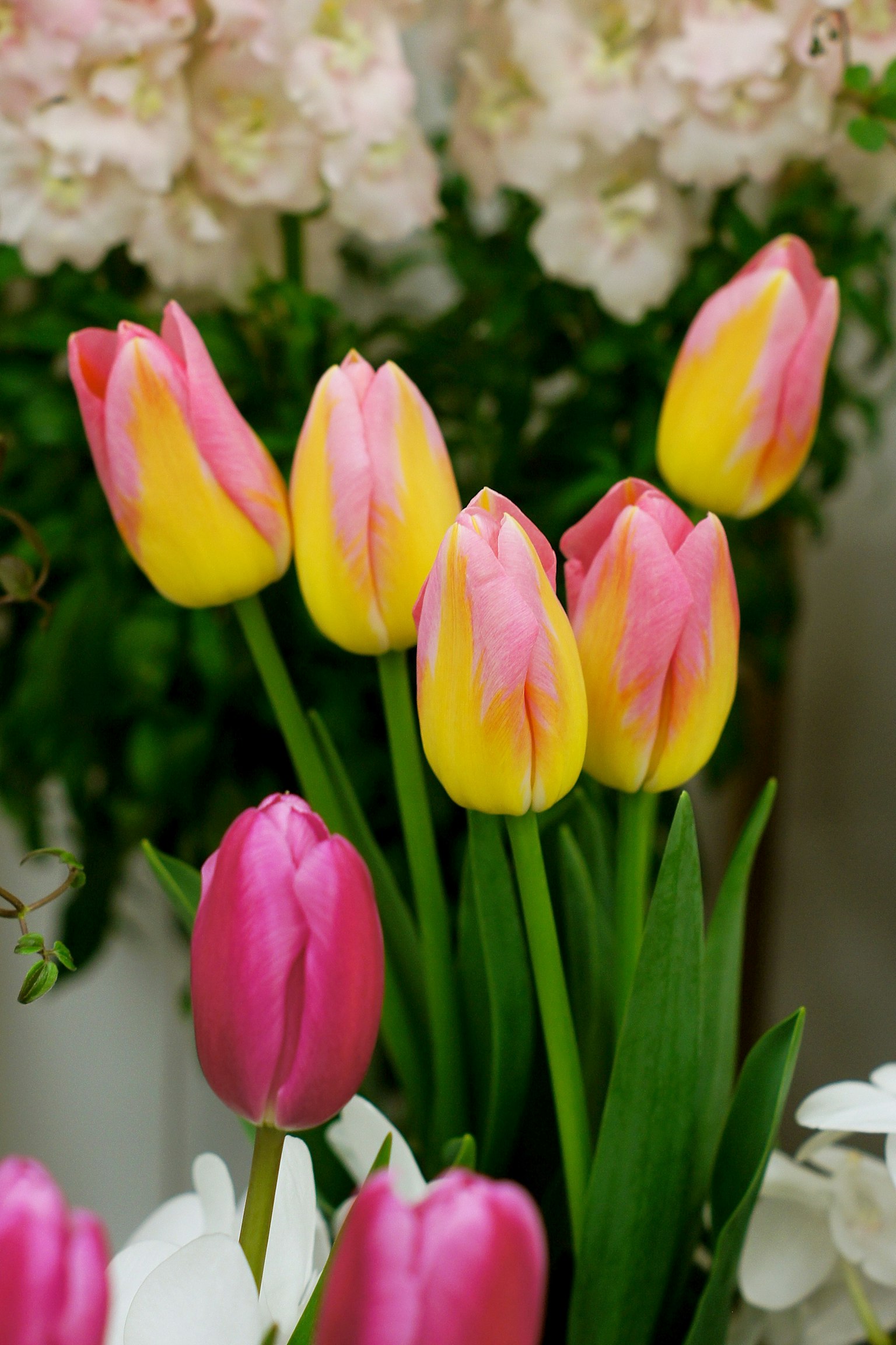Rangkaian bunga tulip kuning dan merah muda yang cerah dengan bunga berwarna lembut di latar belakang