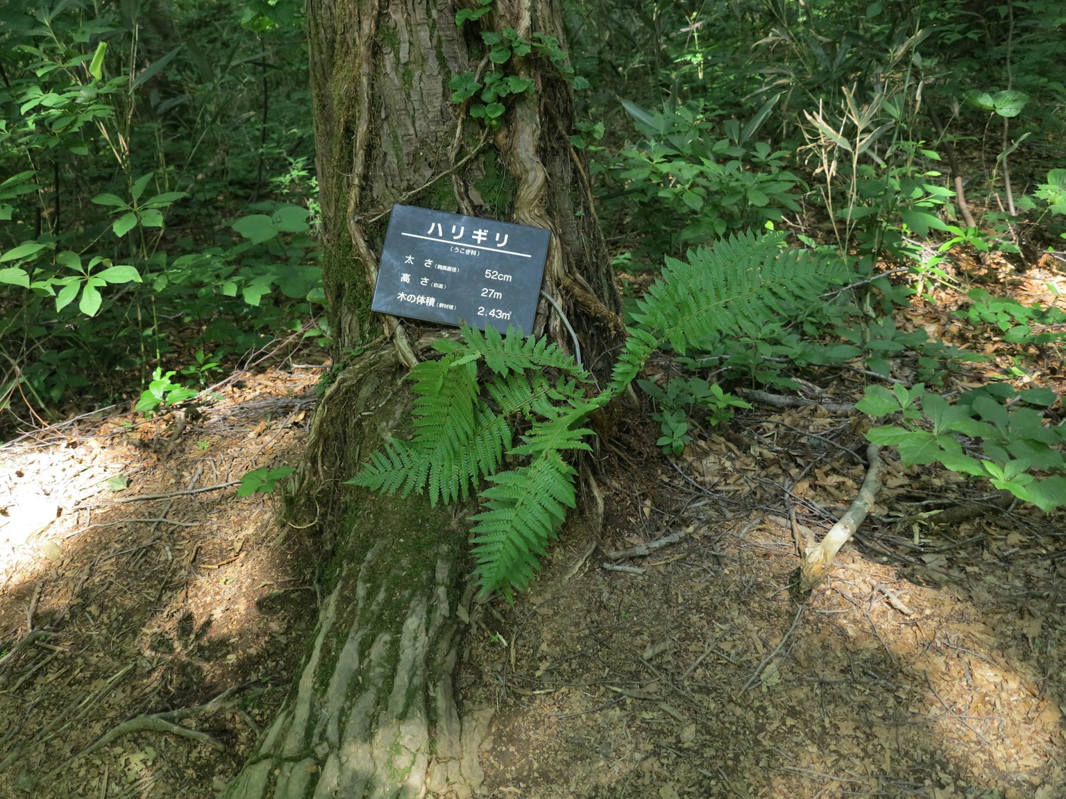 树干旁生长的蕨类植物和信息牌