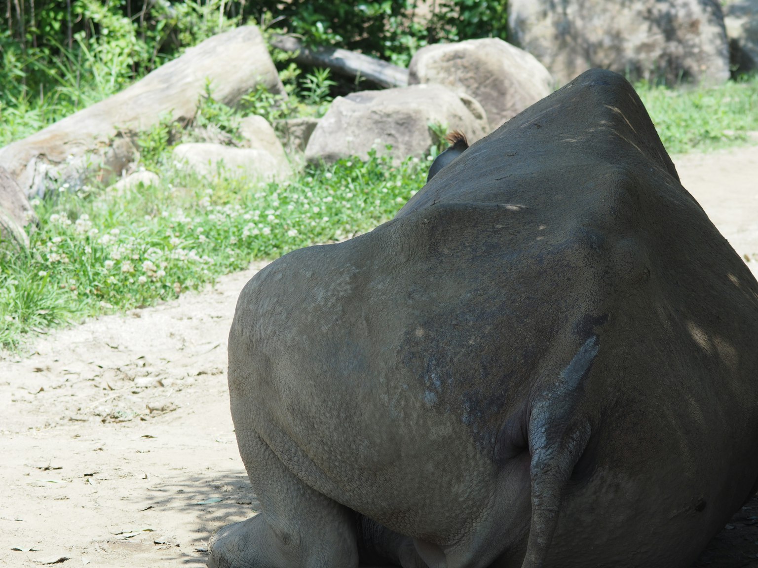 Vue arrière d'un éléphant couché dans un zoo avec de l'herbe verte et des rochers en arrière-plan