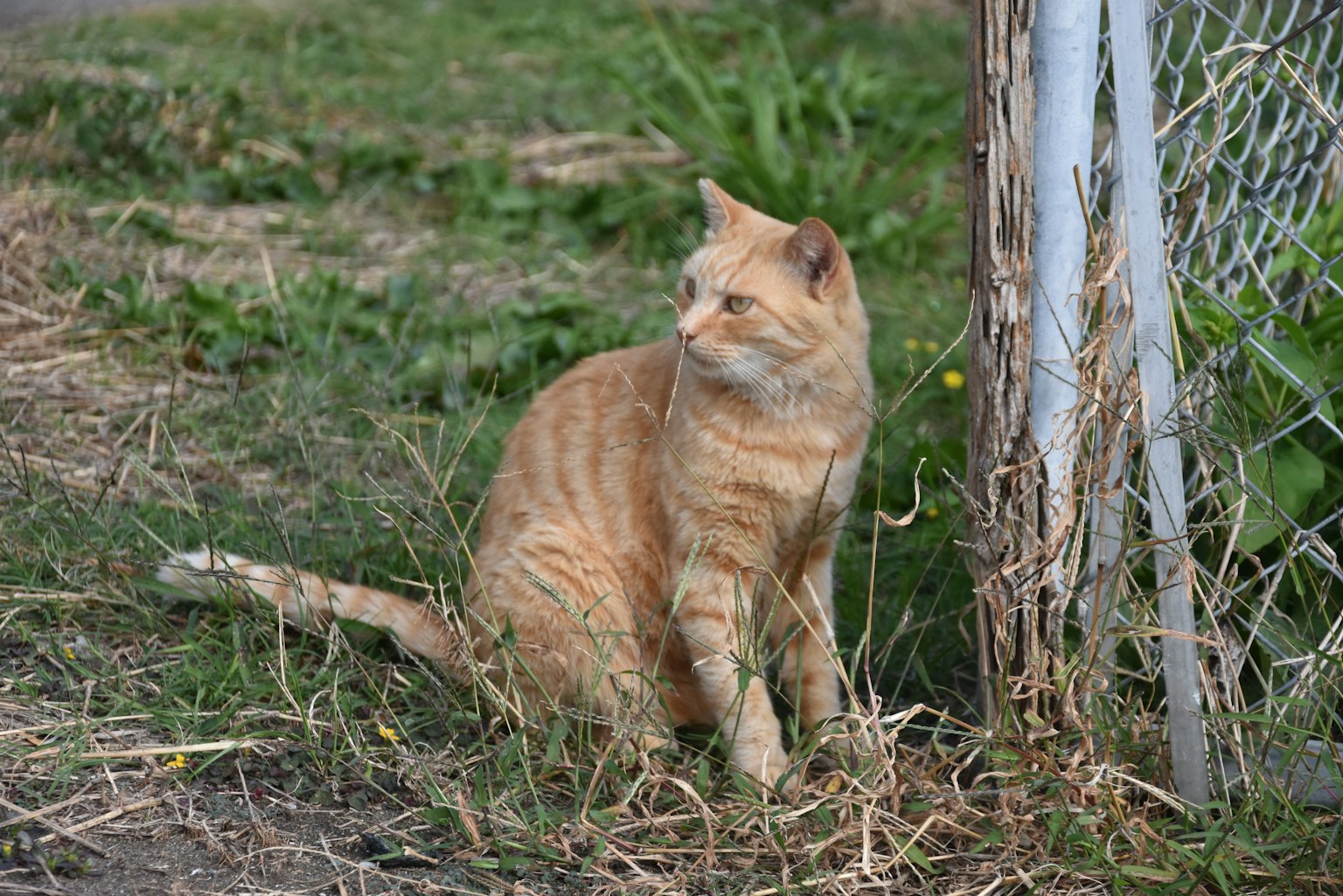 Gatto arancione seduto vicino a una recinzione