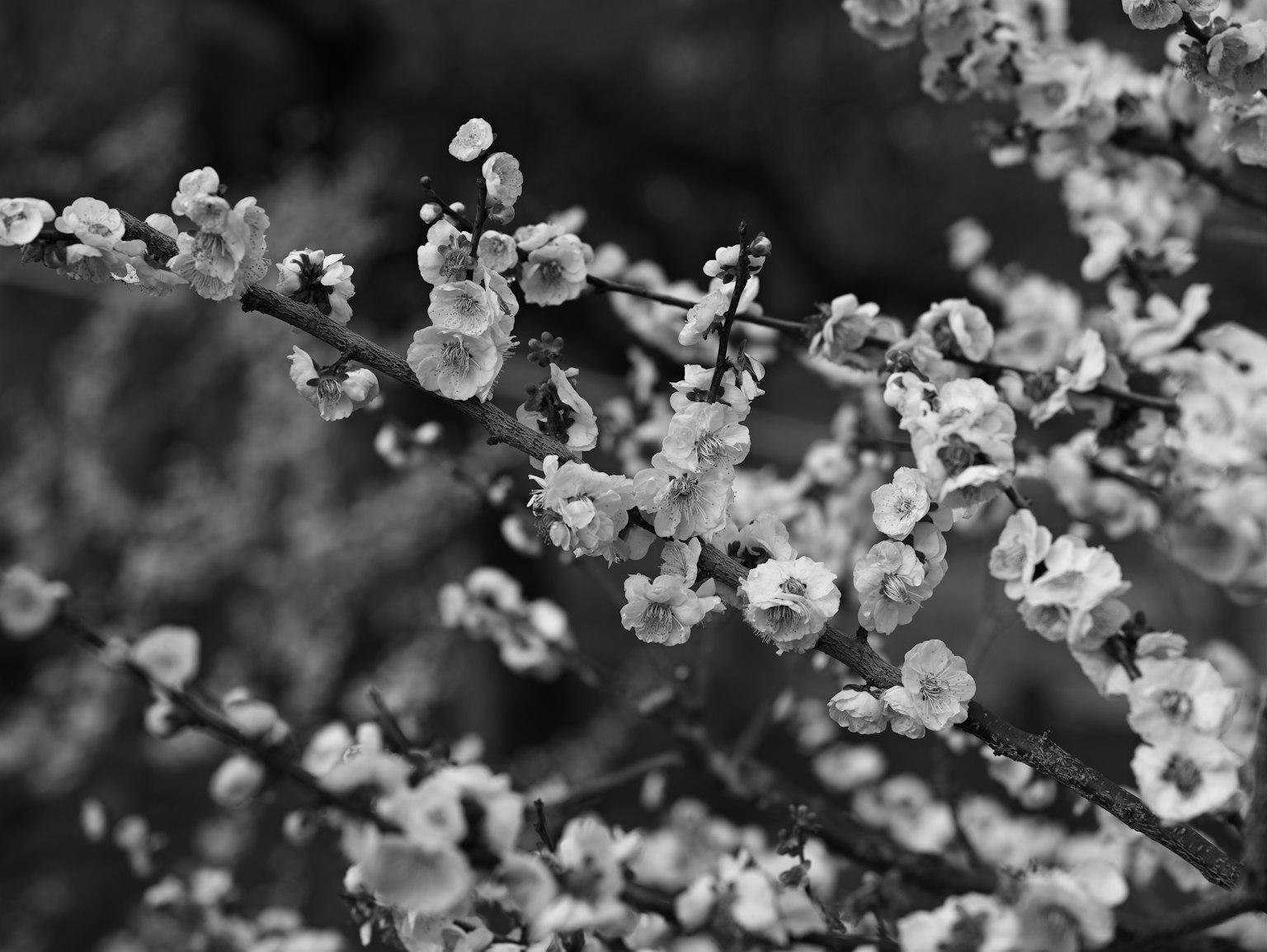 Close-up of branches with blooming flowers in black and white