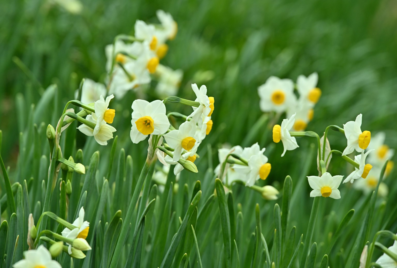 White daffodil flowers with yellow centers surrounded by green leaves