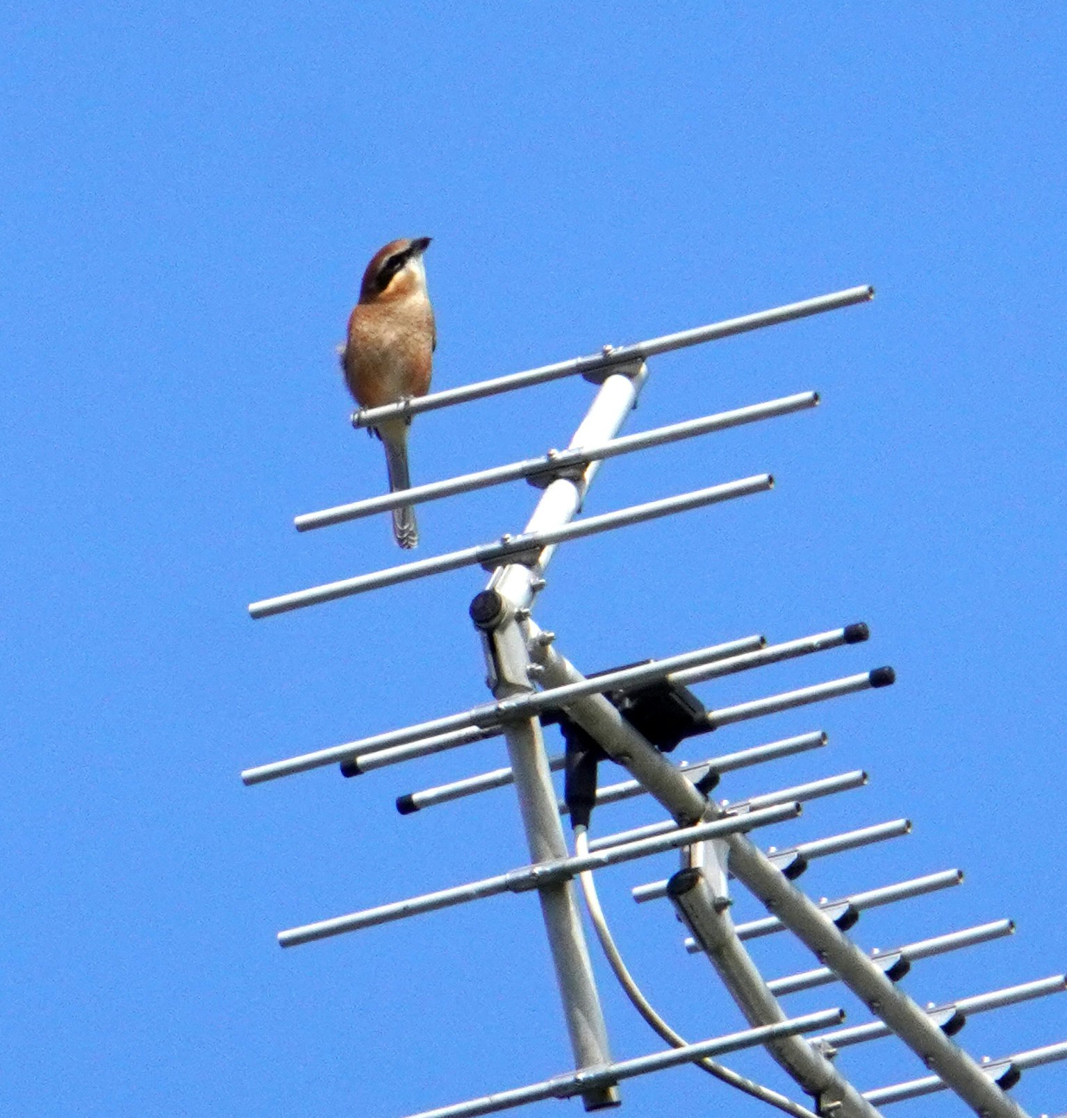 Un uccello posato su un'antenna contro un cielo blu chiaro