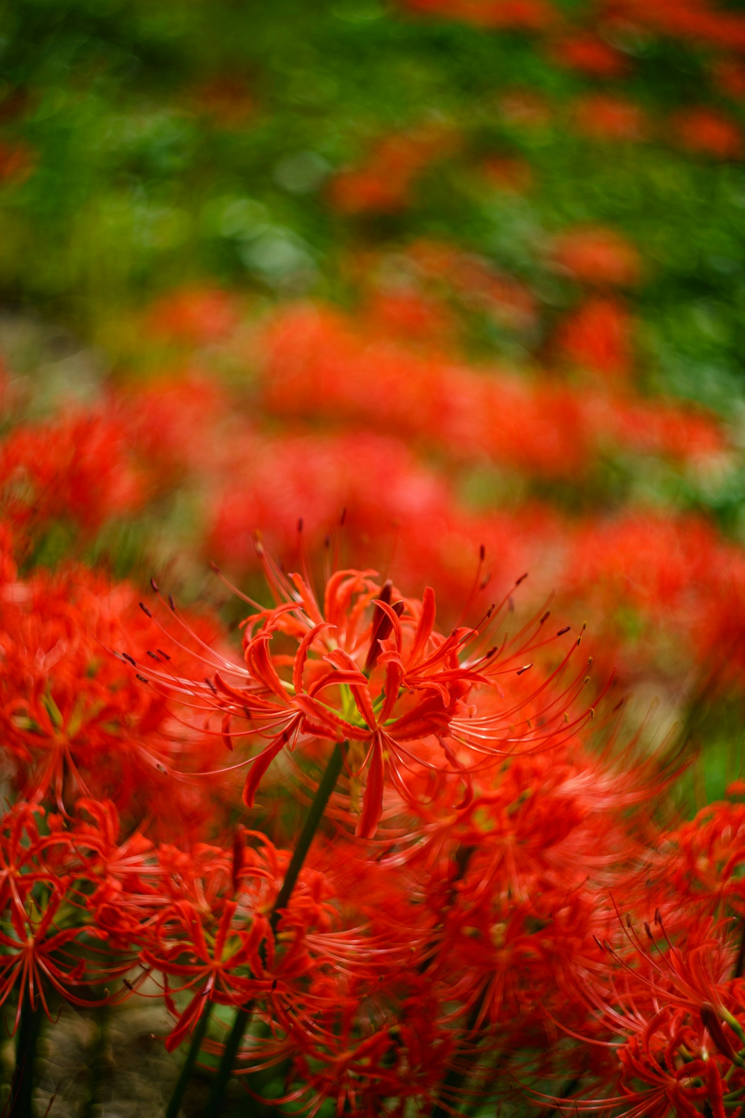 Vibrant red spider lilies blooming with a blurred green background