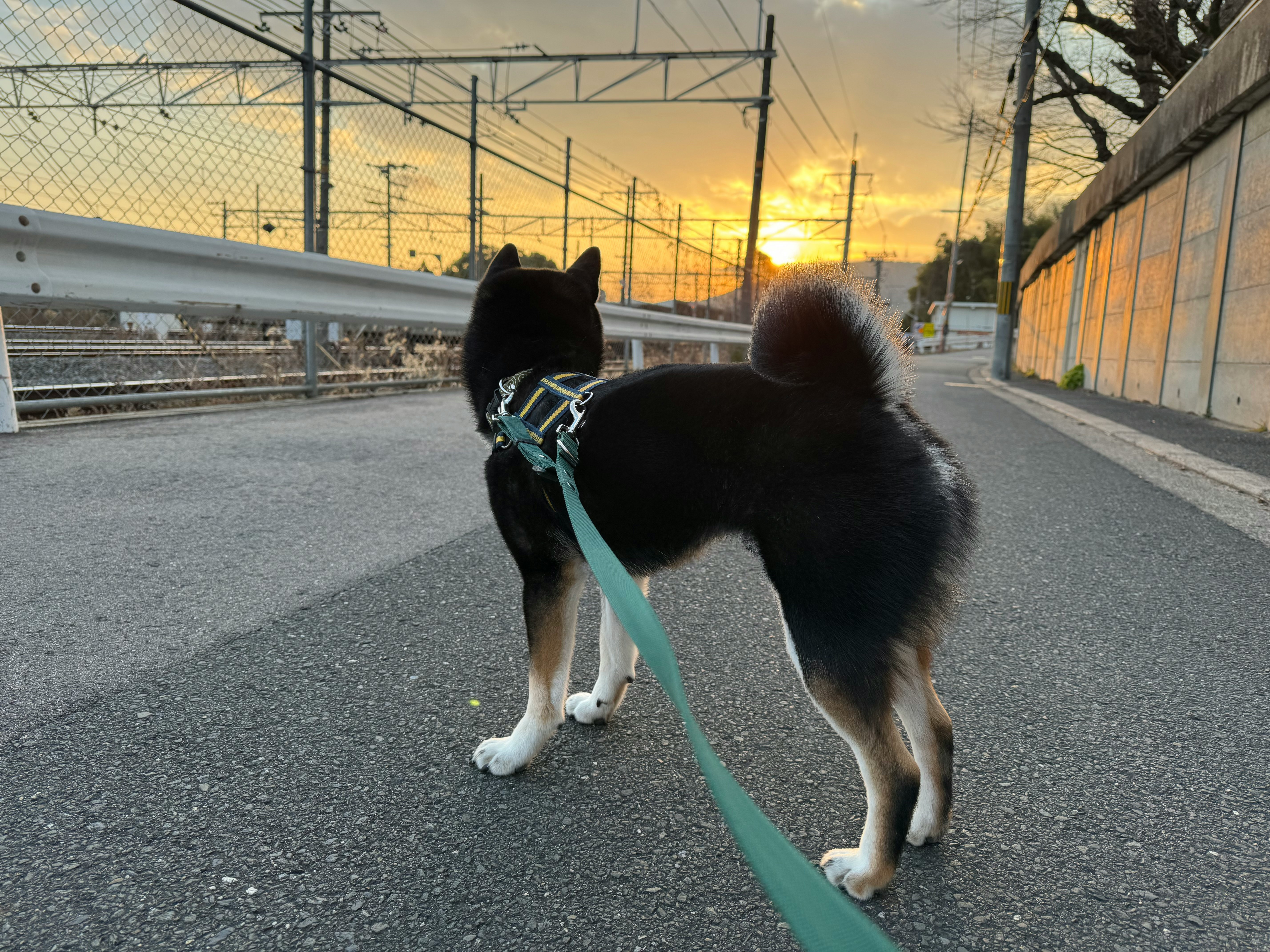 black dog on a leash in an outdoor yard at sunset