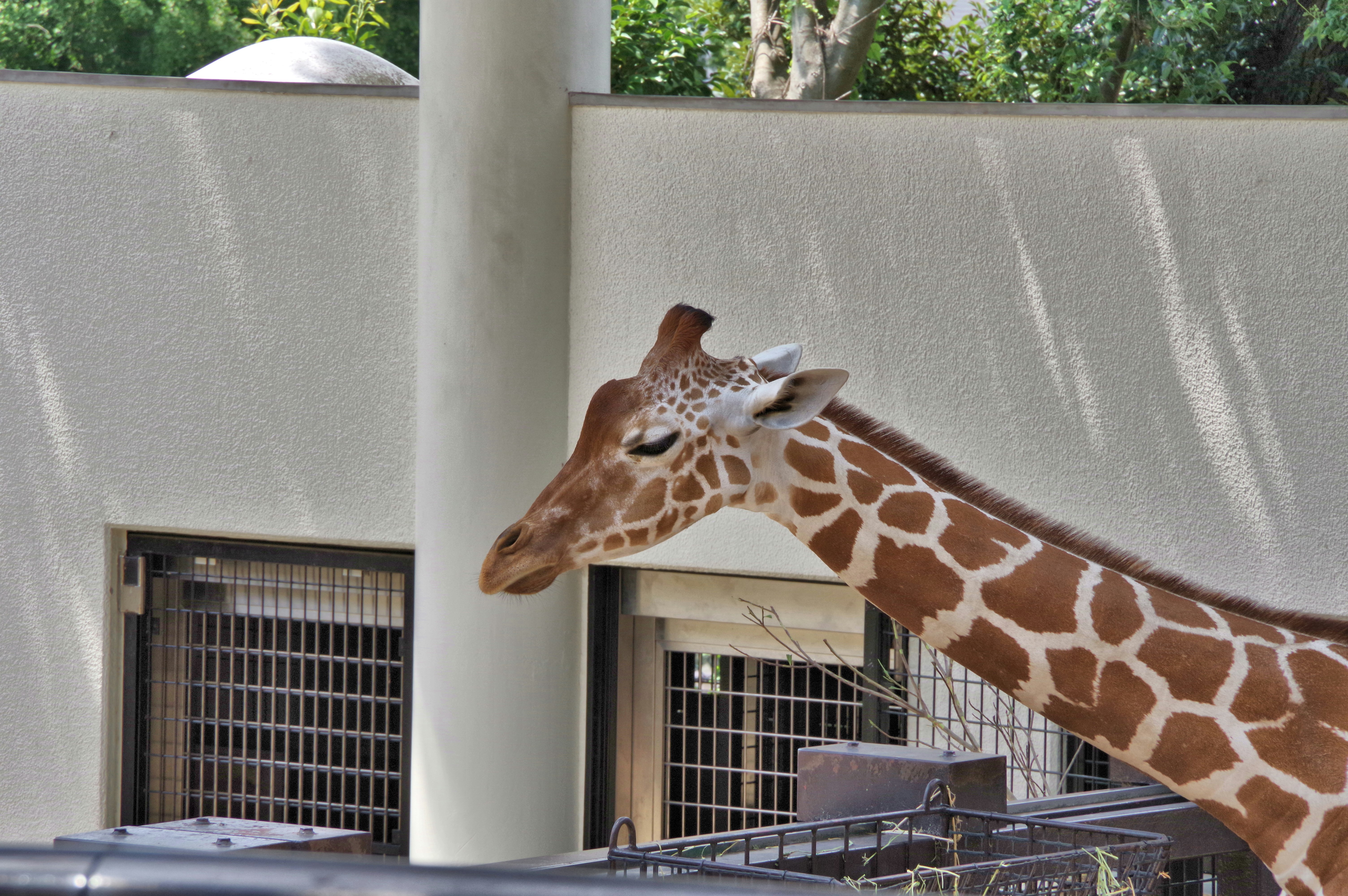 動物園の檻の前で首を伸ばすキリン