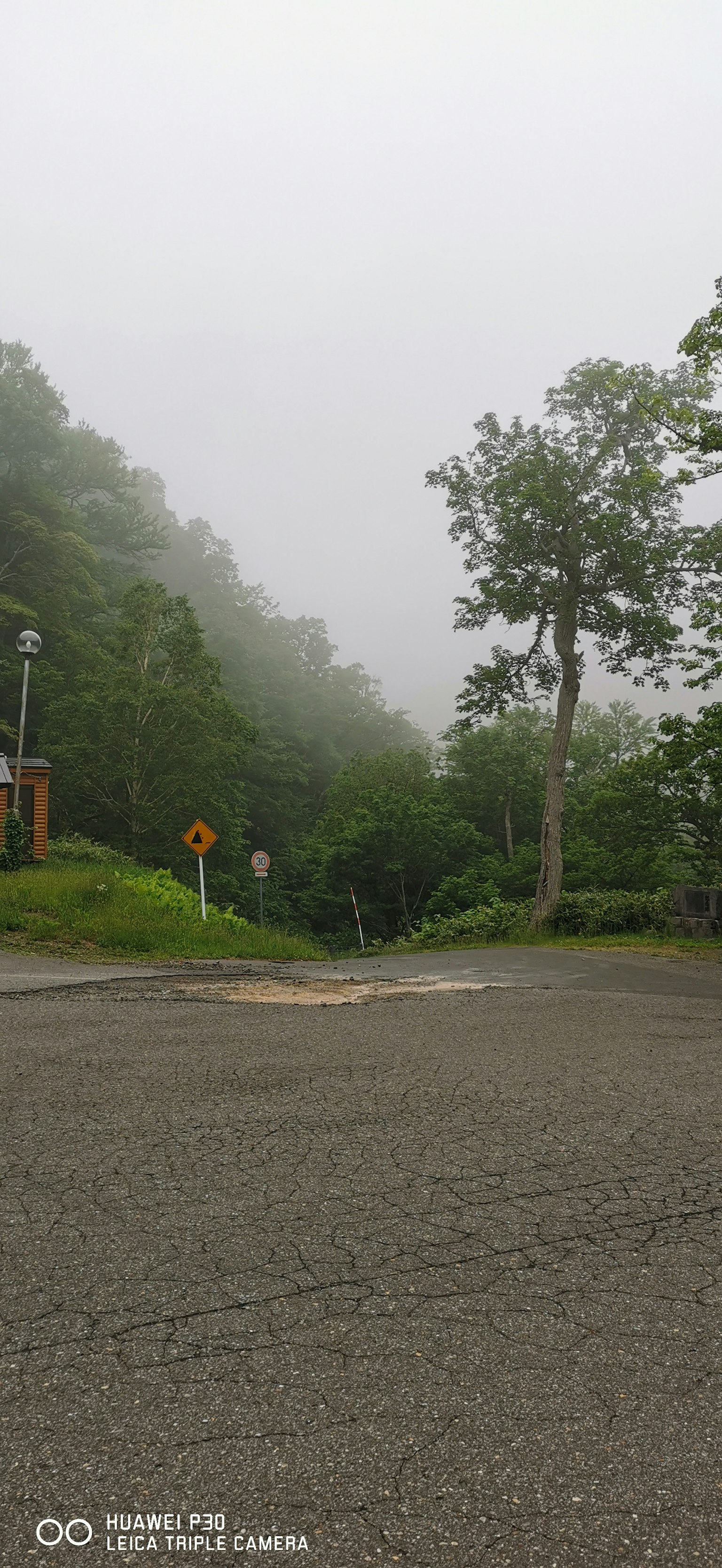 Route et arbres dans un paysage brumeux