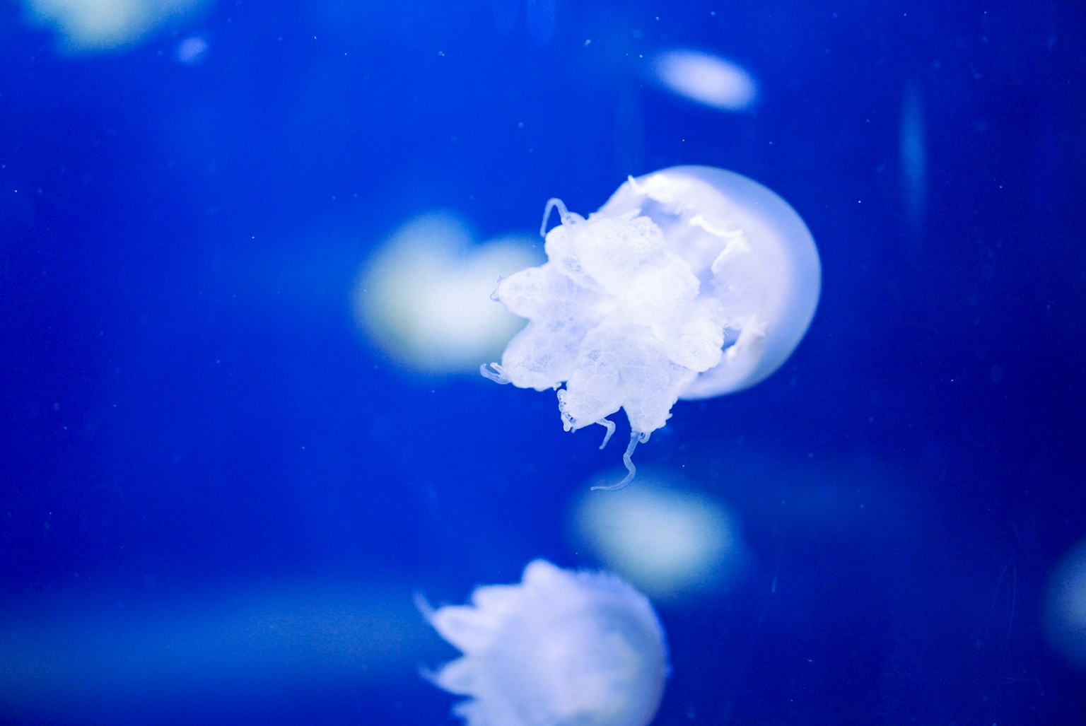 Un gruppo di meduse trasparenti che galleggiano nell'acqua blu