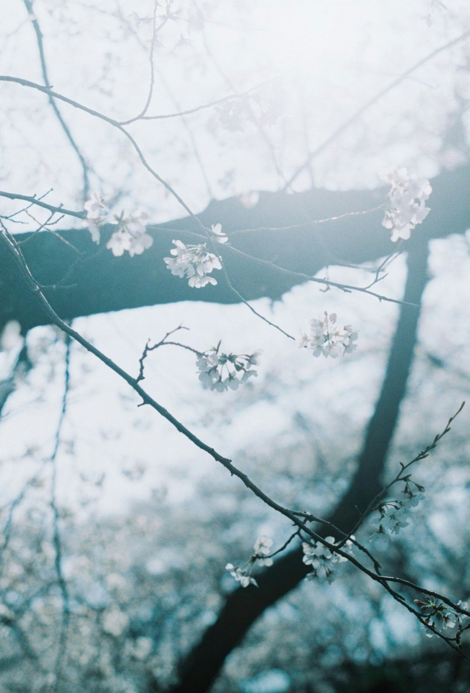 Fleurs de cerisier sur des branches avec un fond bleu doux