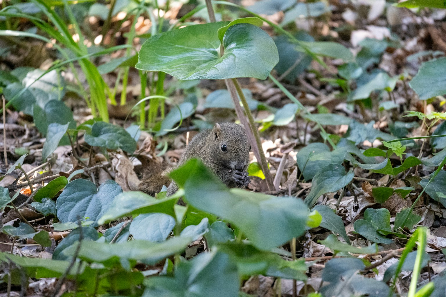 Seekor hewan kecil dikelilingi daun hijau dalam pengaturan hutan