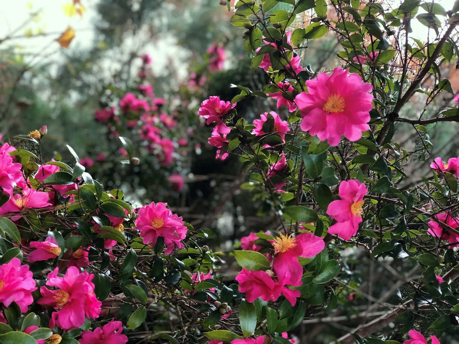 Kedekatan bunga pink cerah yang mekar di semak