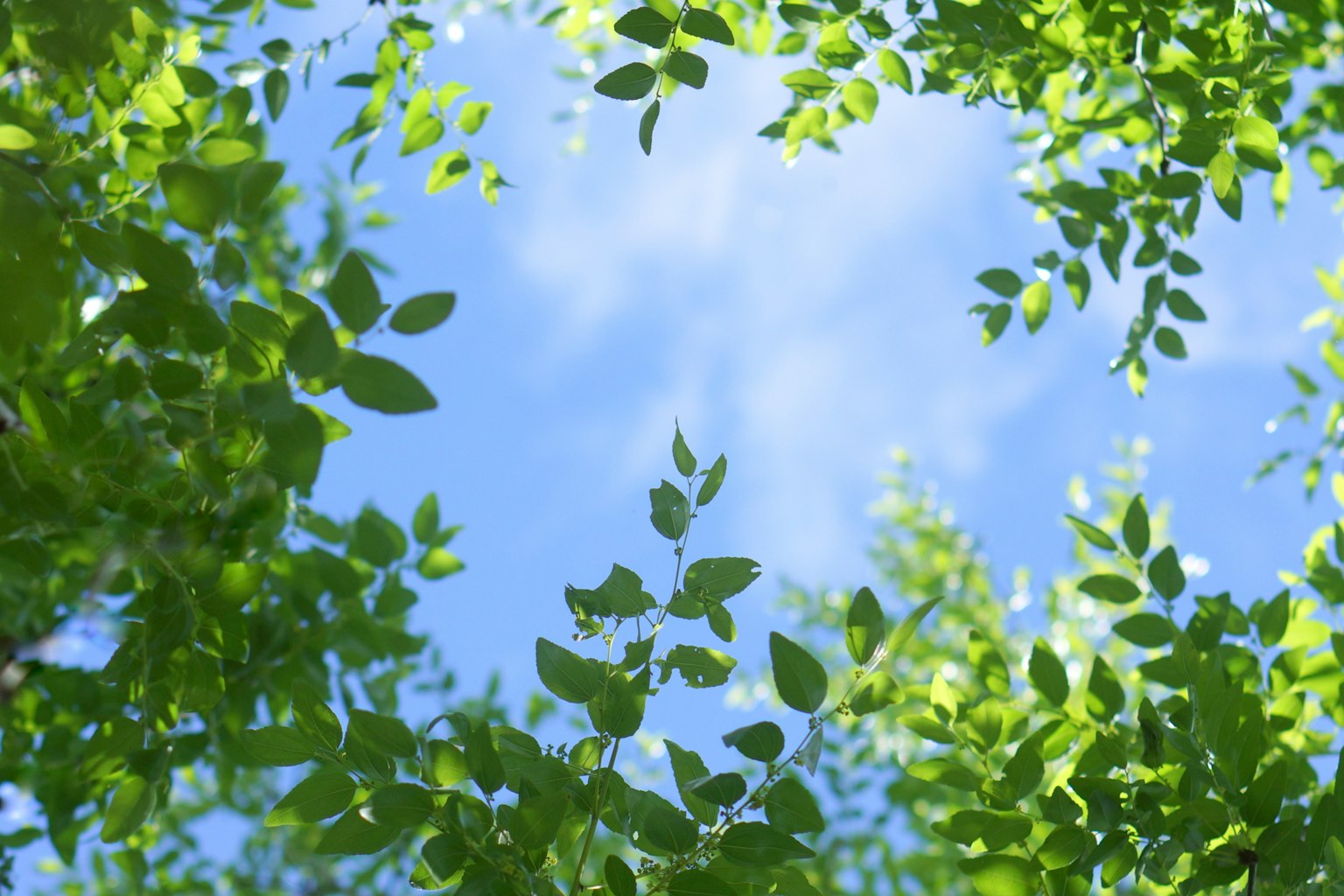 Cadre de feuilles vertes contre un ciel bleu