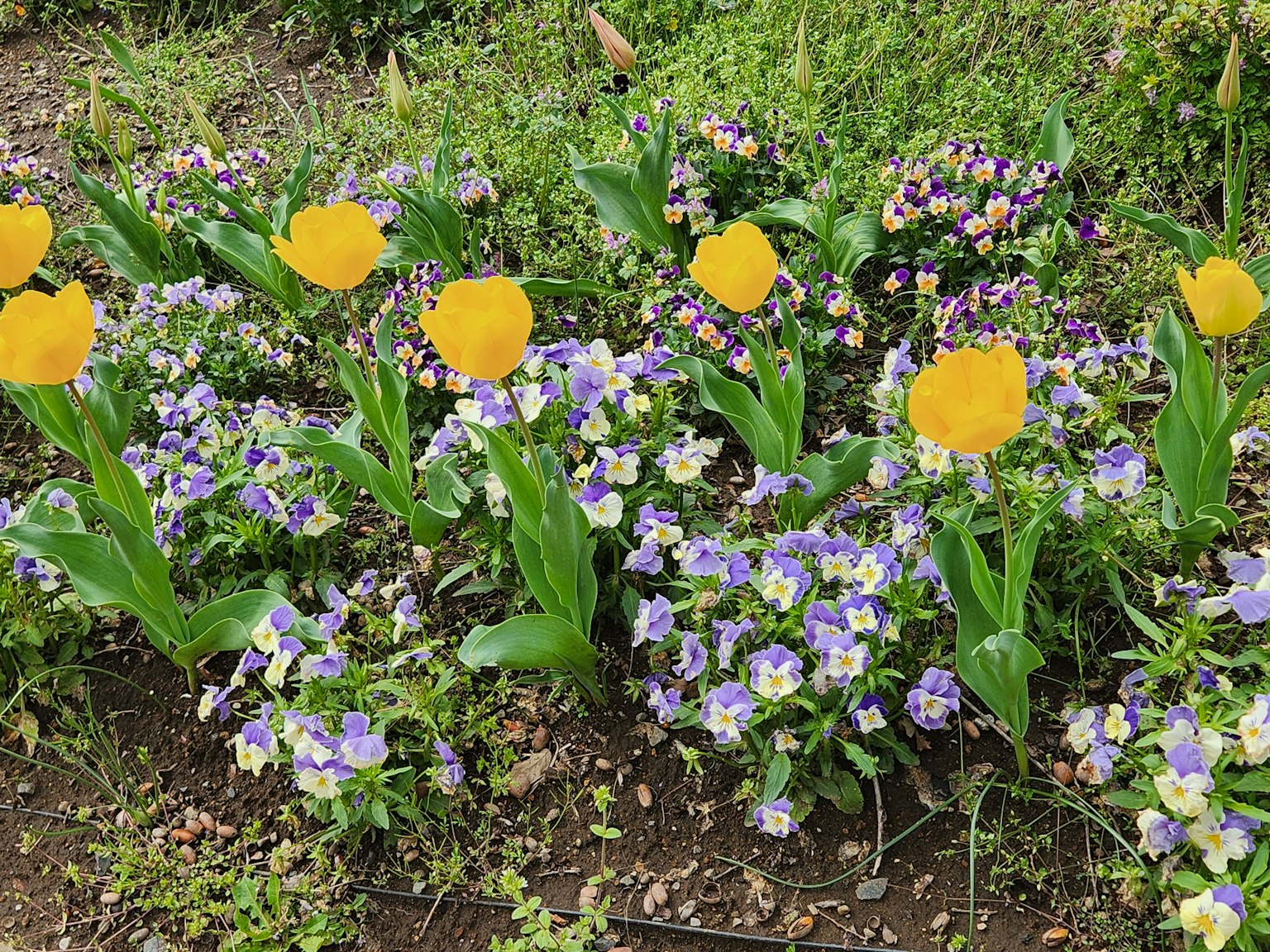 Pemandangan taman dengan tulip kuning dan bunga ungu