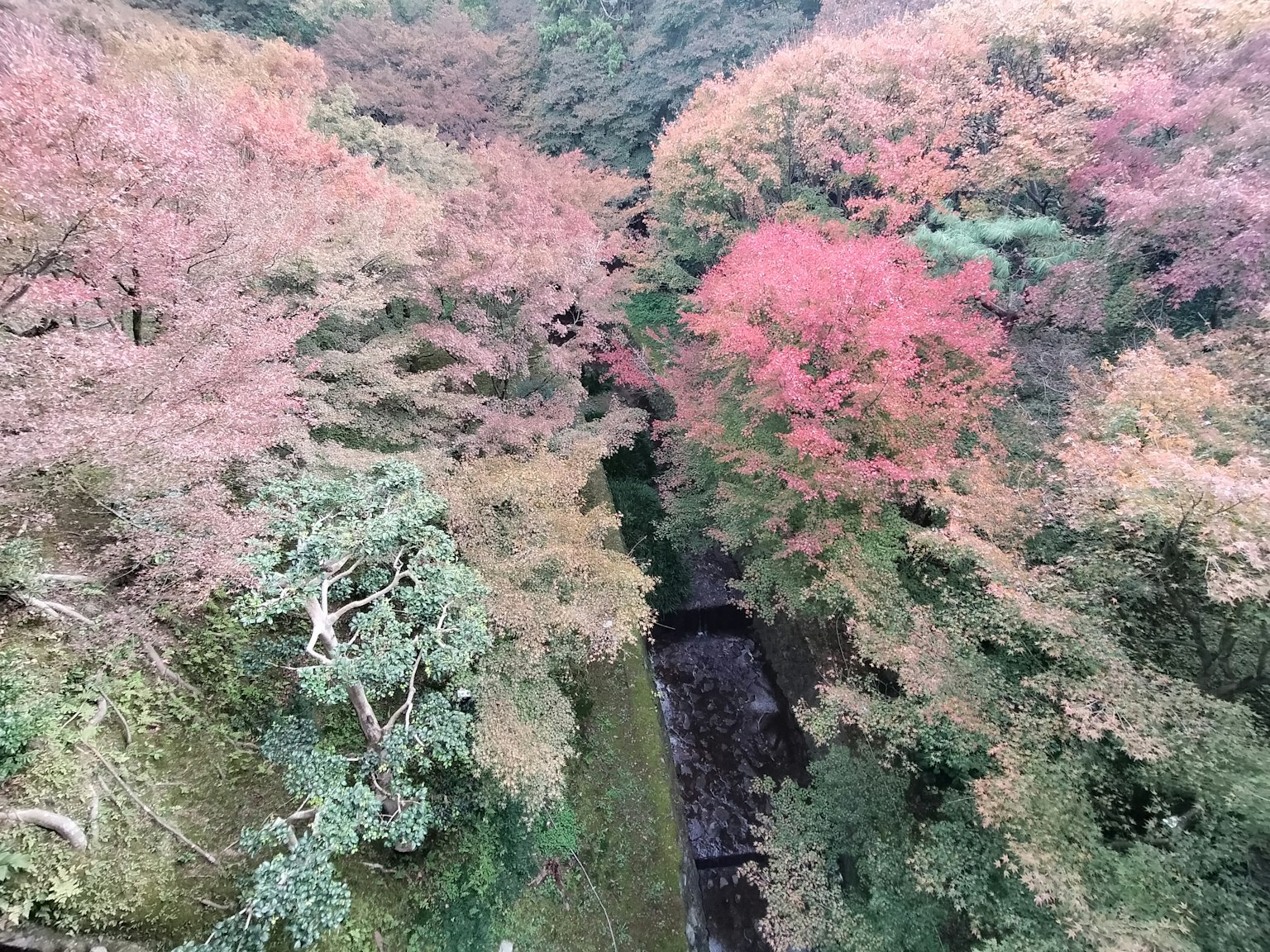 Vista aerea di una valle con fogliame autunnale vibrante