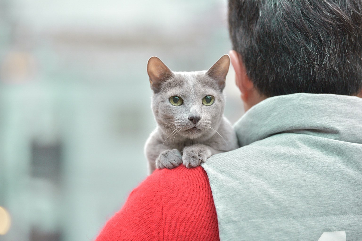 Un gatto grigio appollaiato sulla spalla di una persona che guarda la fotocamera