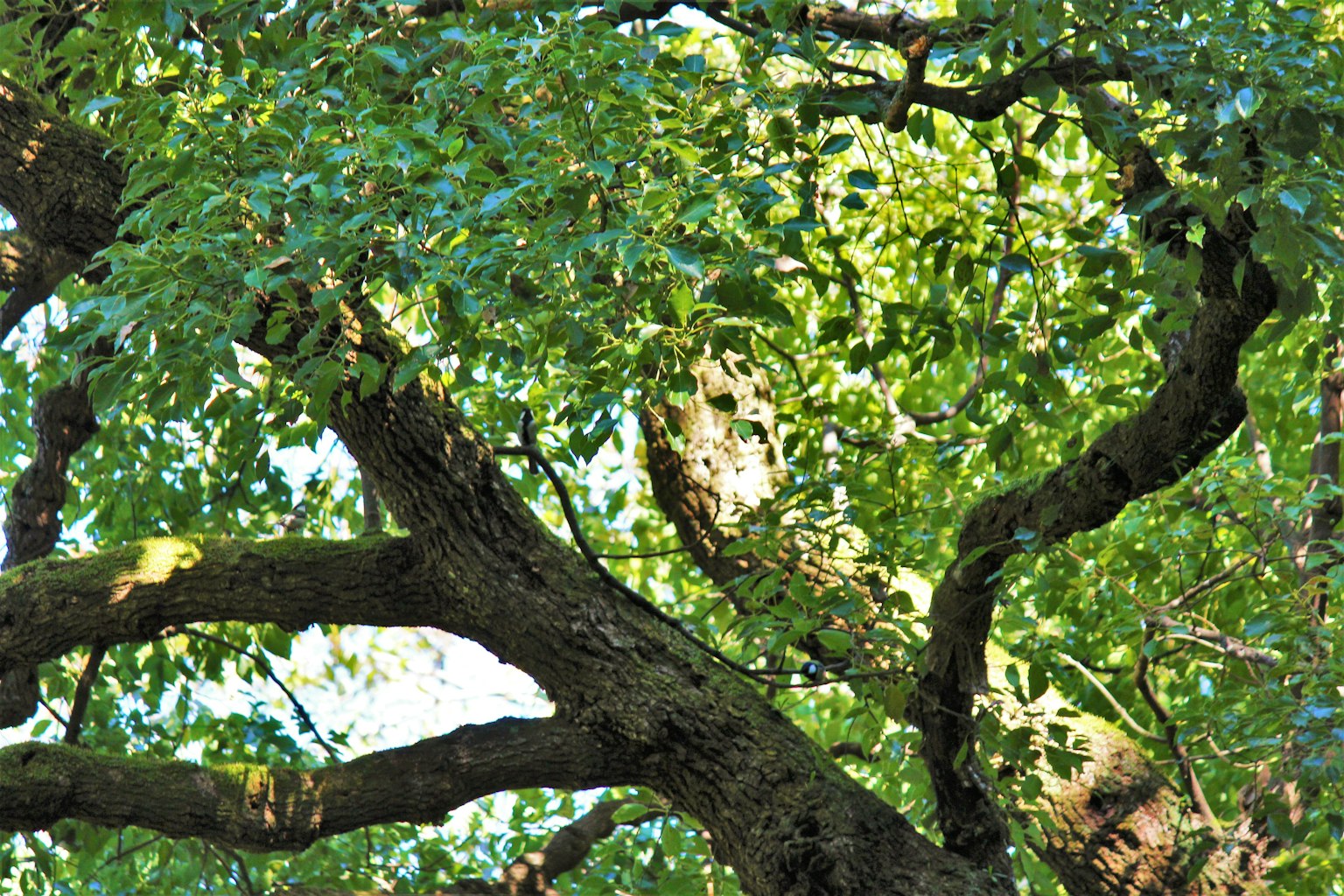 Acercamiento de ramas de árbol con hojas verdes exuberantes y tronco grueso