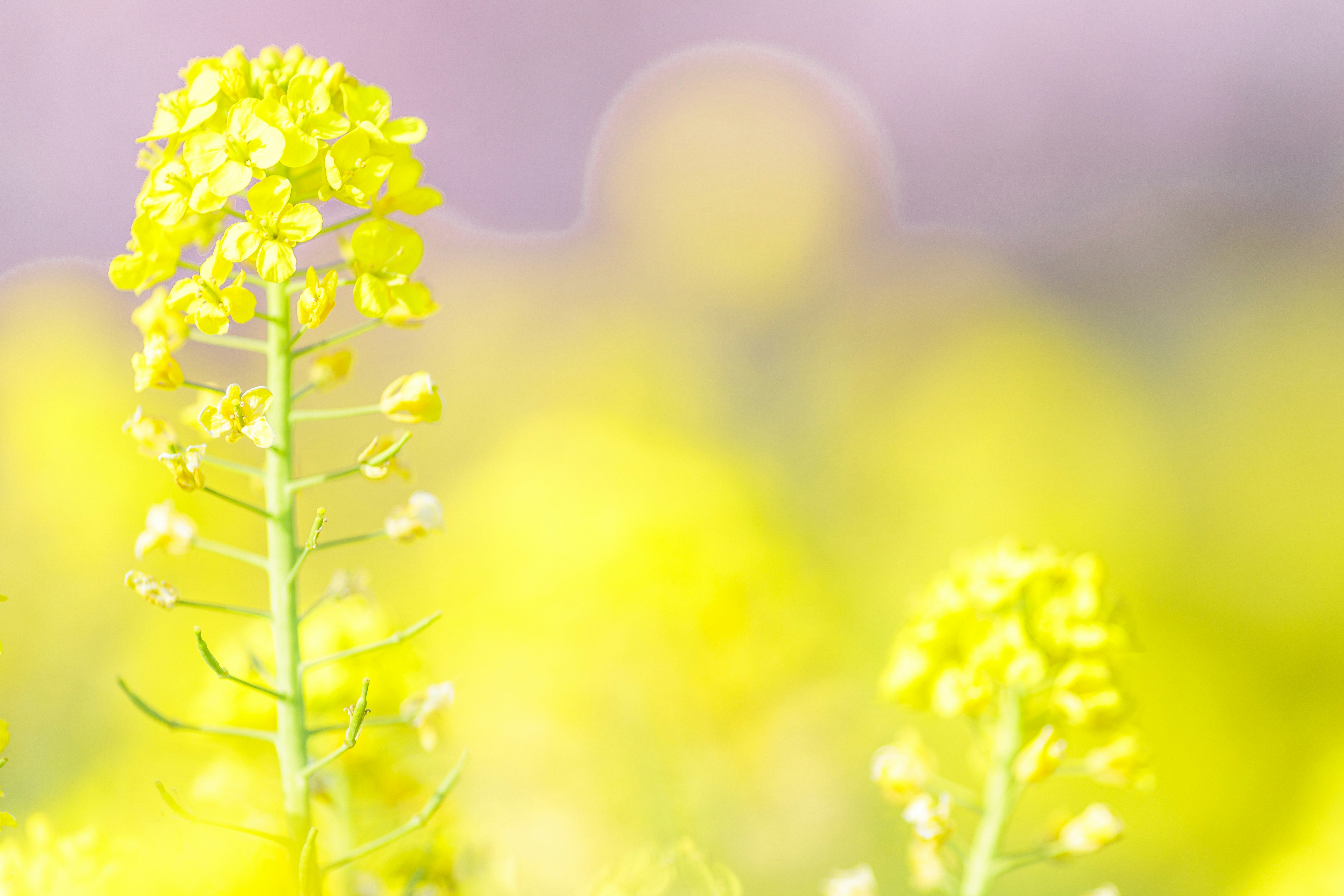 春の菜の花畑で咲く黄色い花のクローズアップ